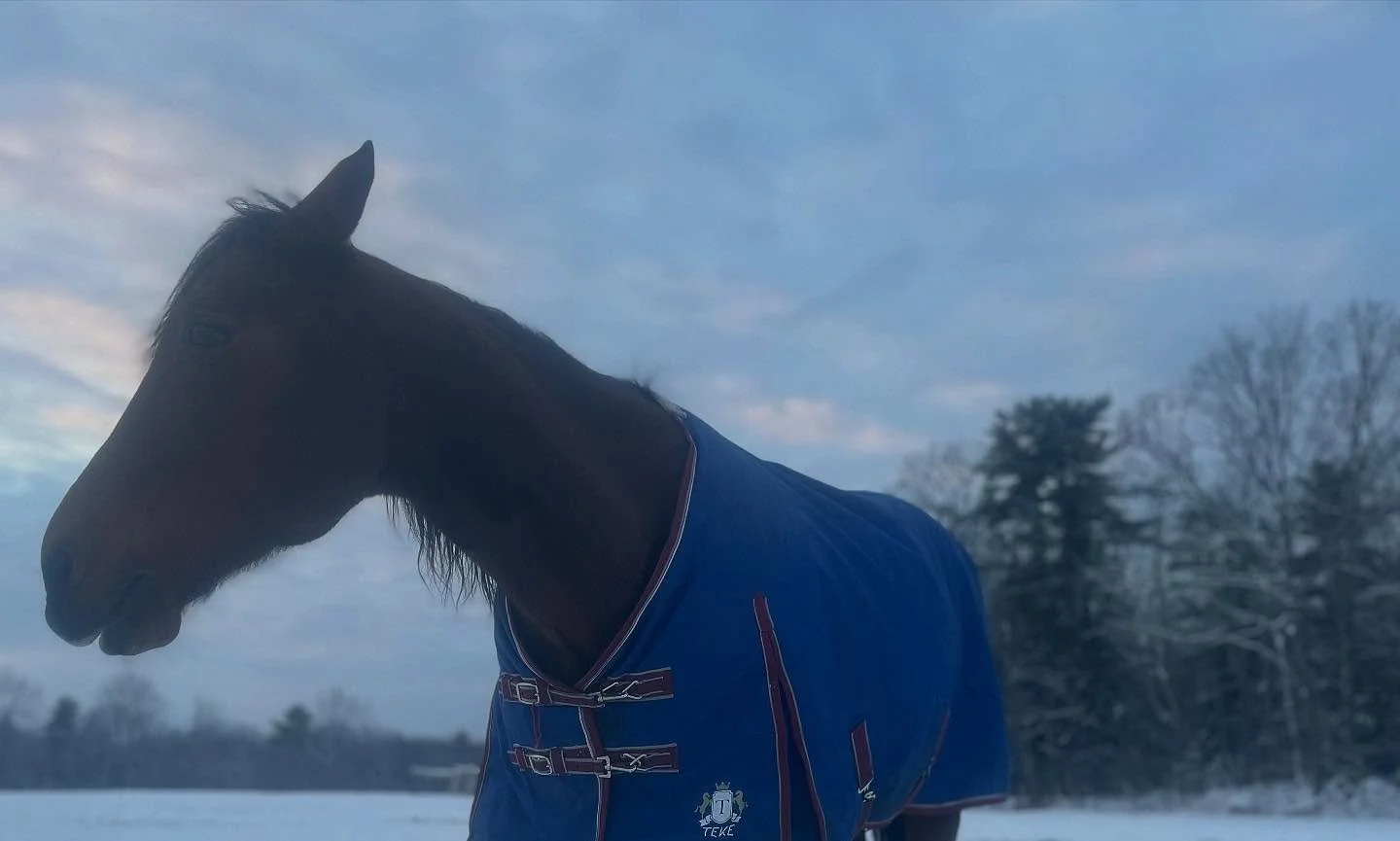 Clifford, Josie and Penny

#mainewinter #horse #mainehorses #snowhorse #haychixnets