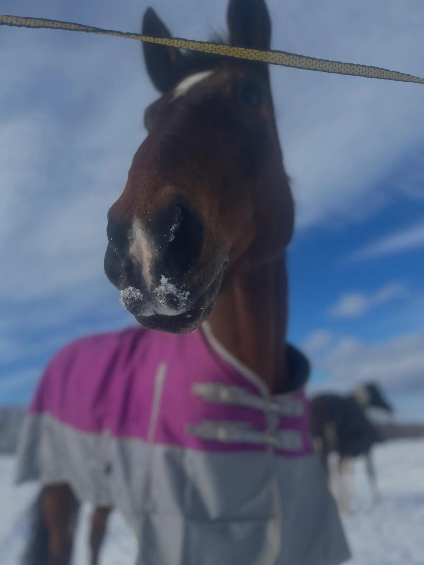We love a little snow mustache ft. Beau.