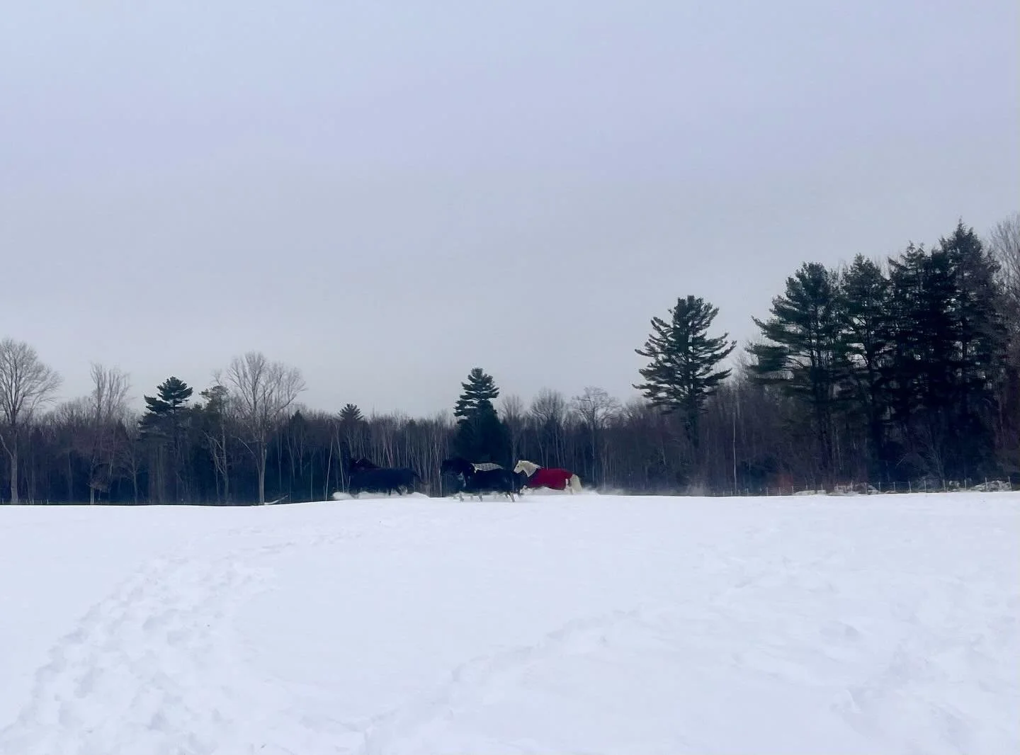 What a beautiful morning to play in the snow! 

#mainewinter #horses #maine #horseboarding #mainefarm