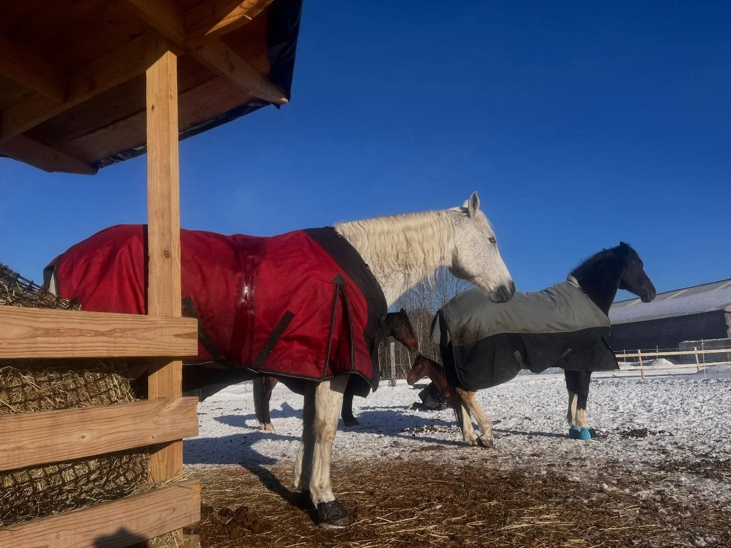 We love a little afternoon nap around here 🌞