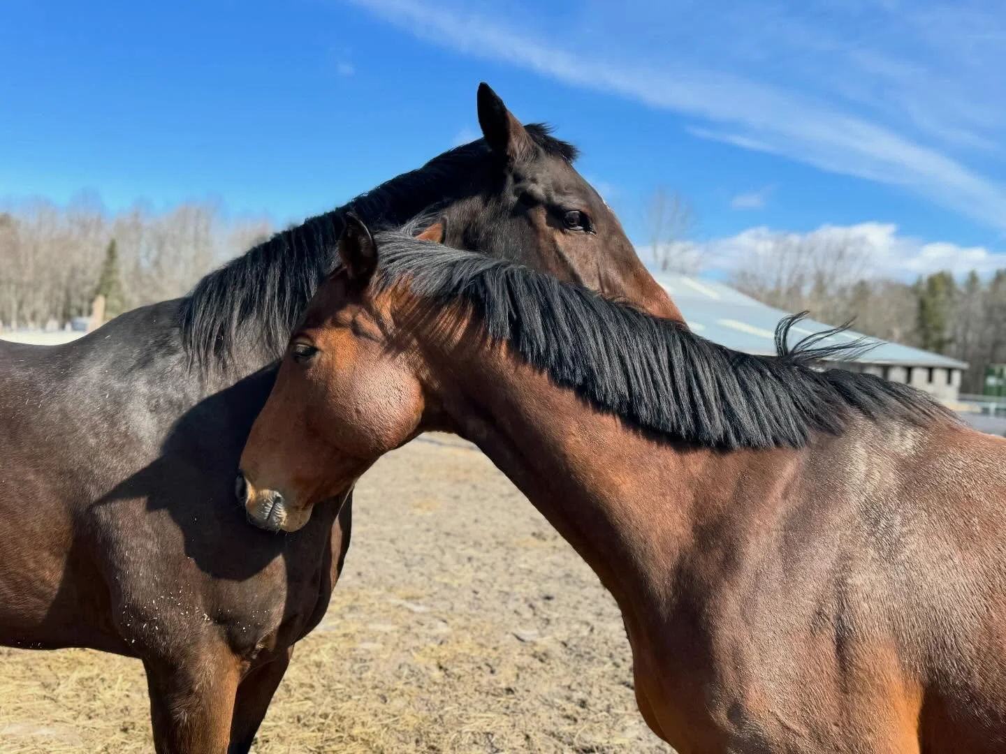 Sweet boys! 

#steadfaststables #bayhorses #equestrian #gelding  #horse