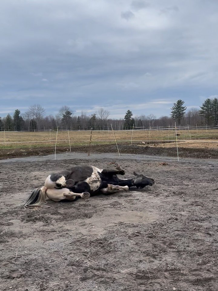 The post bath roll is a different kind of roll 😝 Magic got a thorough after winter scrub down and We got some great glam shots. Pics or the bath didn&rsquo;t happen. 

#blackandwhitehorse #paint #happyhorse #equestrian