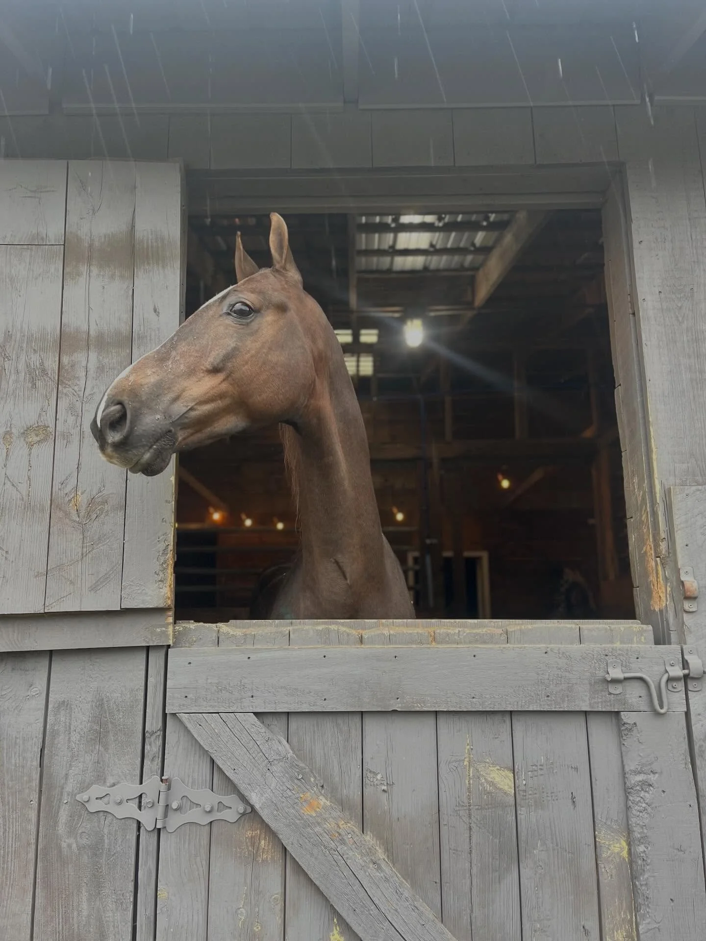 We are excited to welcome the newest edition to our herd, Zeus! He is a curious boy with a lot of energy and we are super pumped to have him.