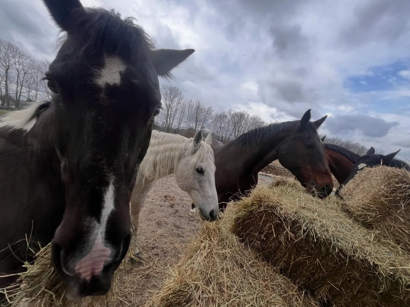 These boys want to give a shout out to Annabessacook Vet for coming out and making sure they stayed up to date on their spring shots and routine bloodwork. 

#horses #equestrian #chores #vetwork