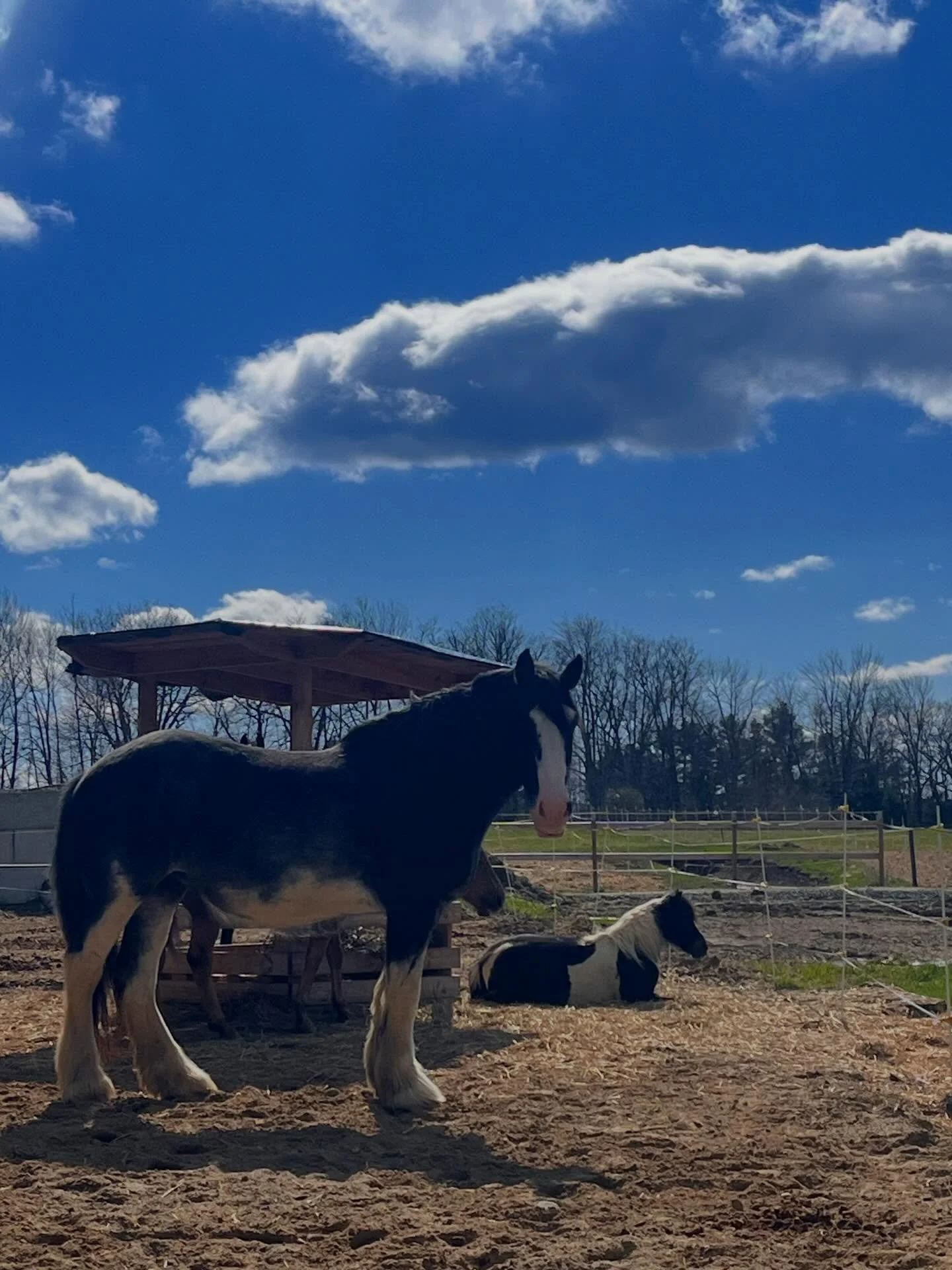 Our girls 💕 

#mares #pony #equestrian #dry