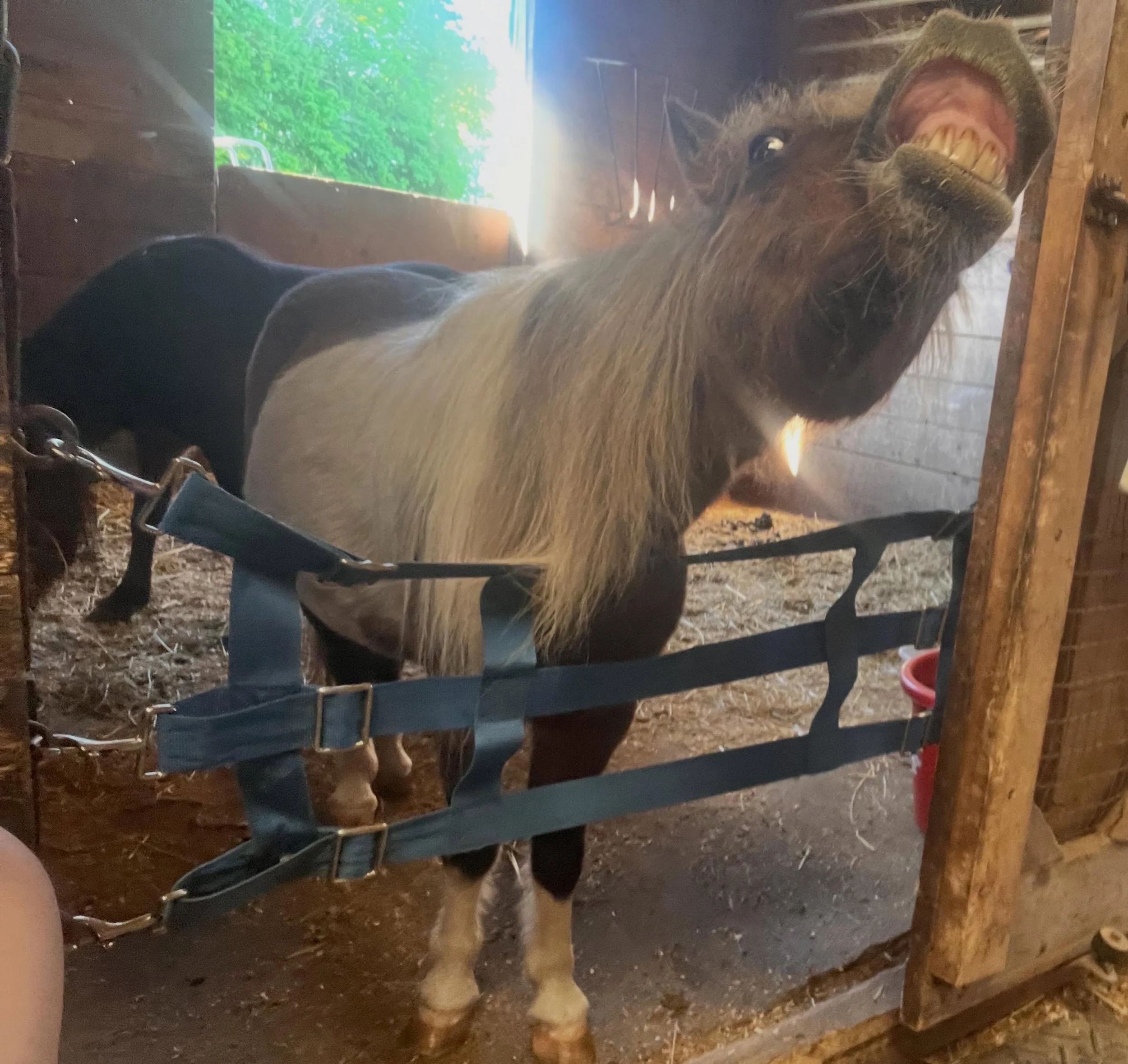 Rhett cheesin! These minis are goofballs.