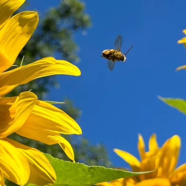 Please join us for the Cully Association of Neighbors&rsquo; June Neighborhood Gathering! It's our last meeting before the summer break!

Our topic of focus this June is a Year in Review + our Vision for CAN moving forward.

Guest speakers:
CAN Board