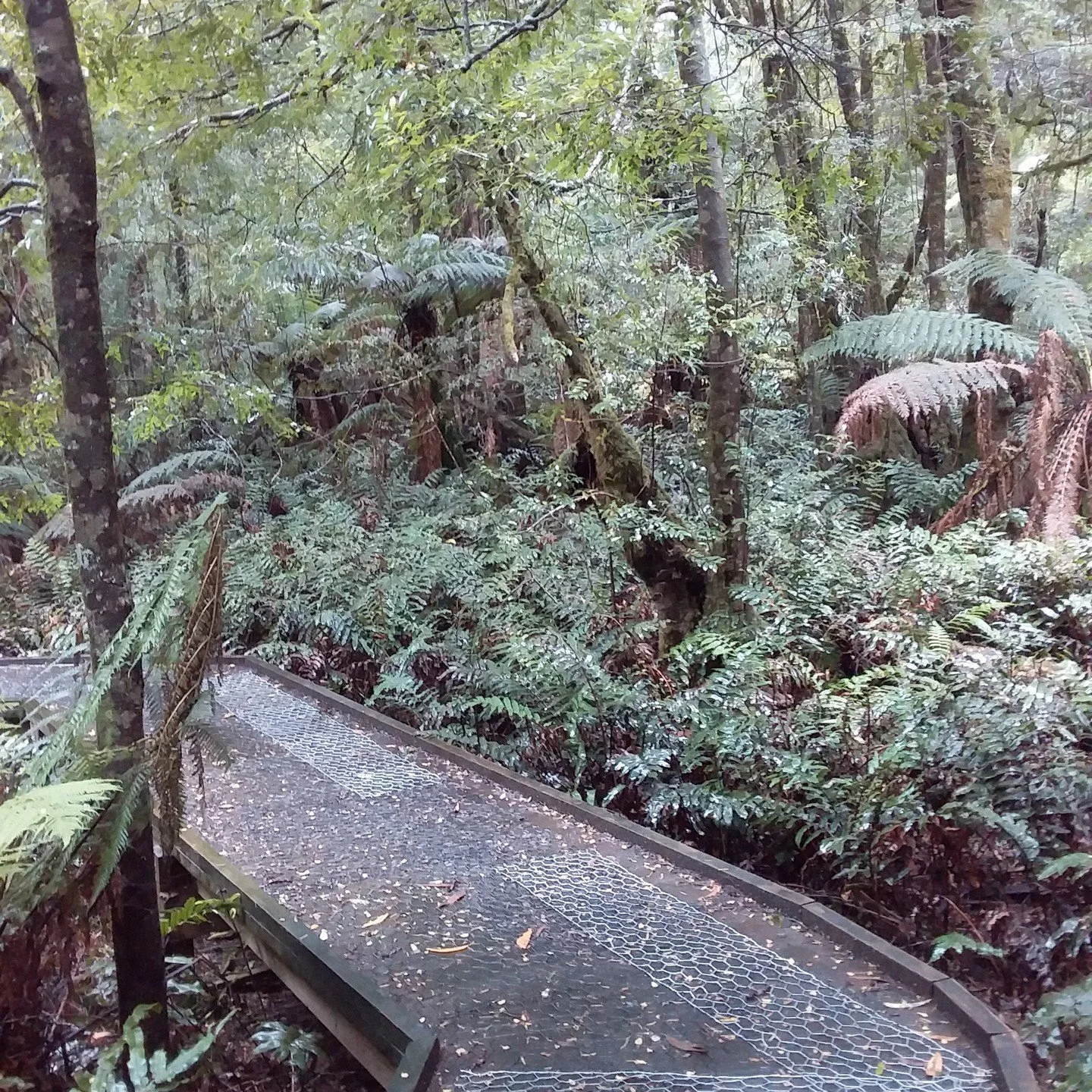 What an awesome day out!
We were lucky enough to host the Gembrook Seniors last week for a day out walking at the Ada Tree! Luke and Jemma led an awesome experience in the stunning forests that we get to call our home! Nigel From DEECA came out and h