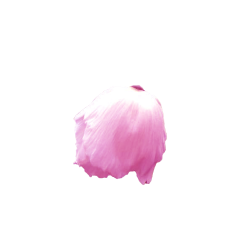 Photograph of a Meconopsis x cookei pink poppy flower head. Logo for P. Portraits.