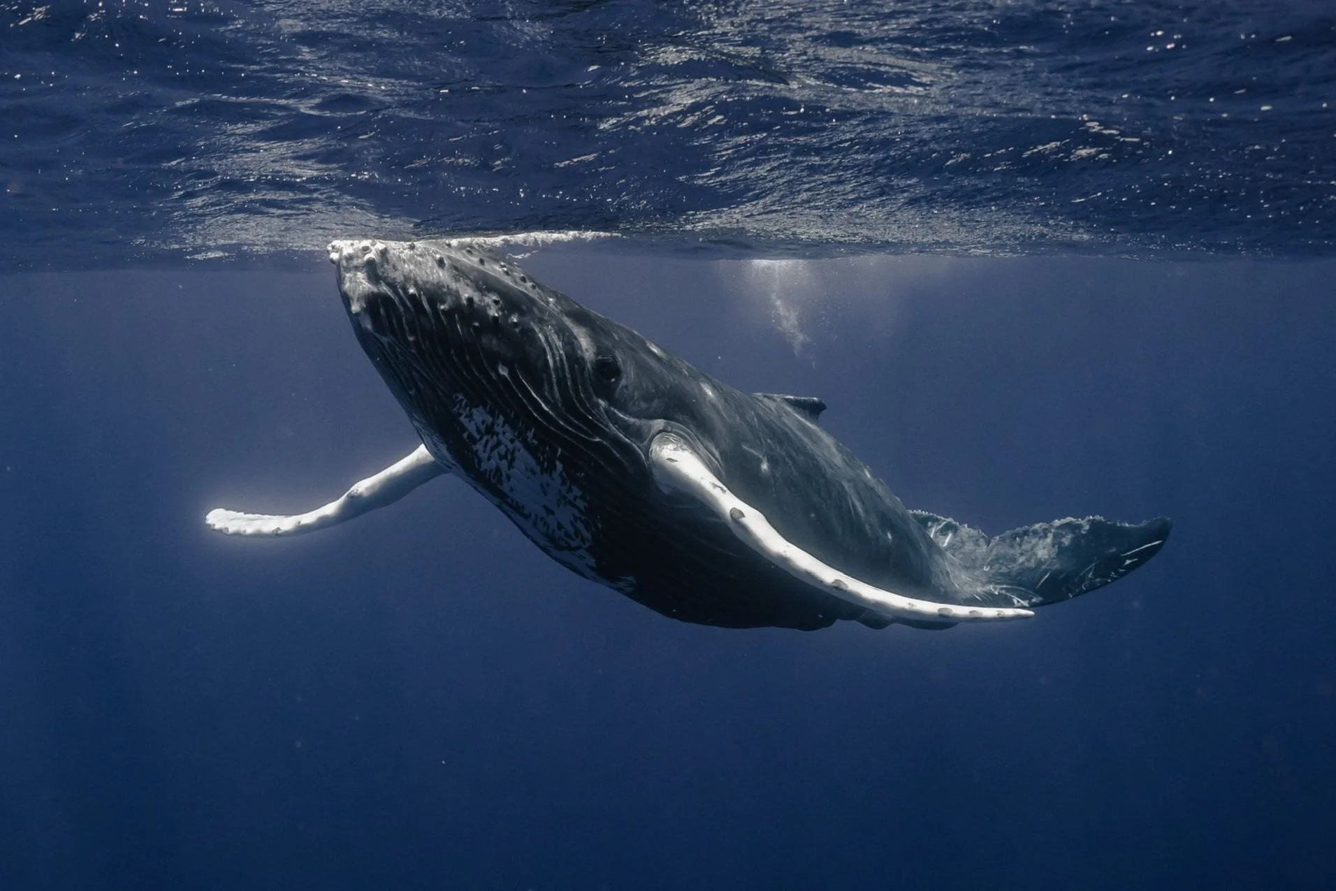 What We Can Learn from Humpback Whales
