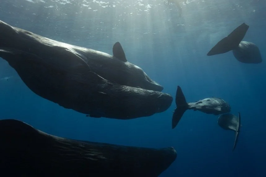 Sperm Whales and the Fascinating World of Clicking Sounds