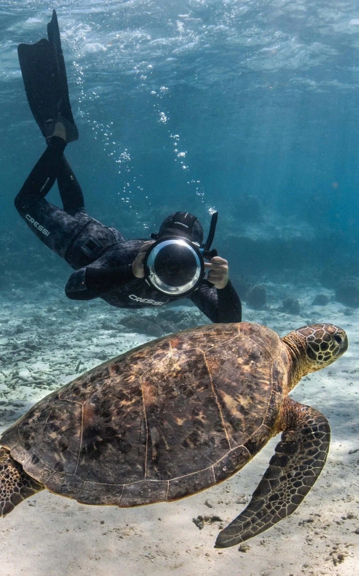 A free diver in black wetsuit and snorkel gear swimming underwater with a large sea turtle.