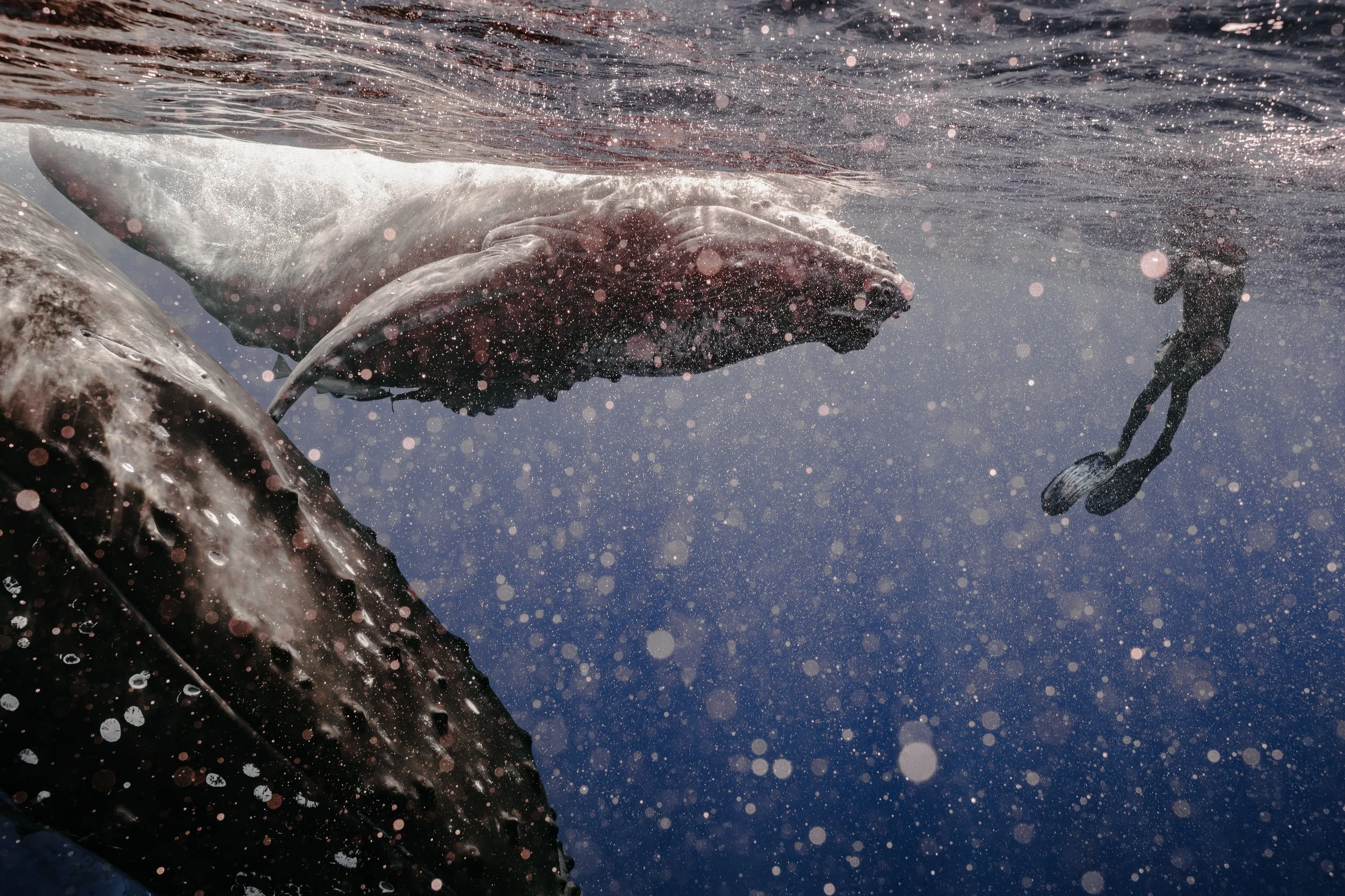 Human Connection with Wildlife: A Bond Beyond Words