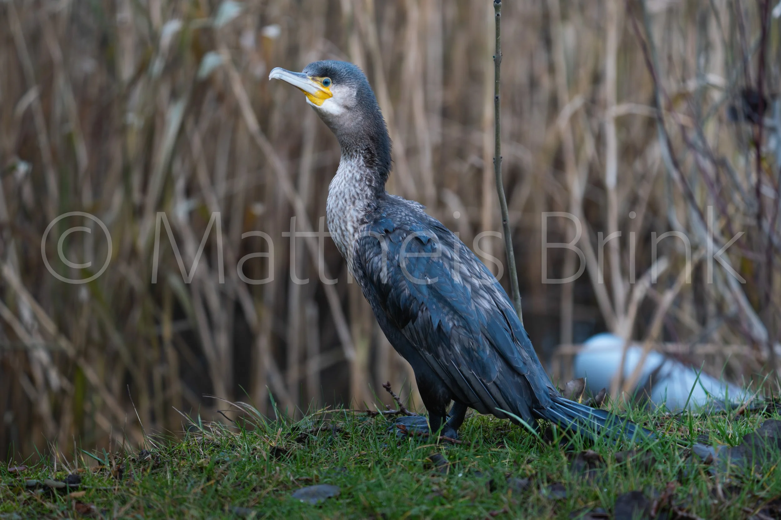 DSC06872-Verbeterd-NR.jpg