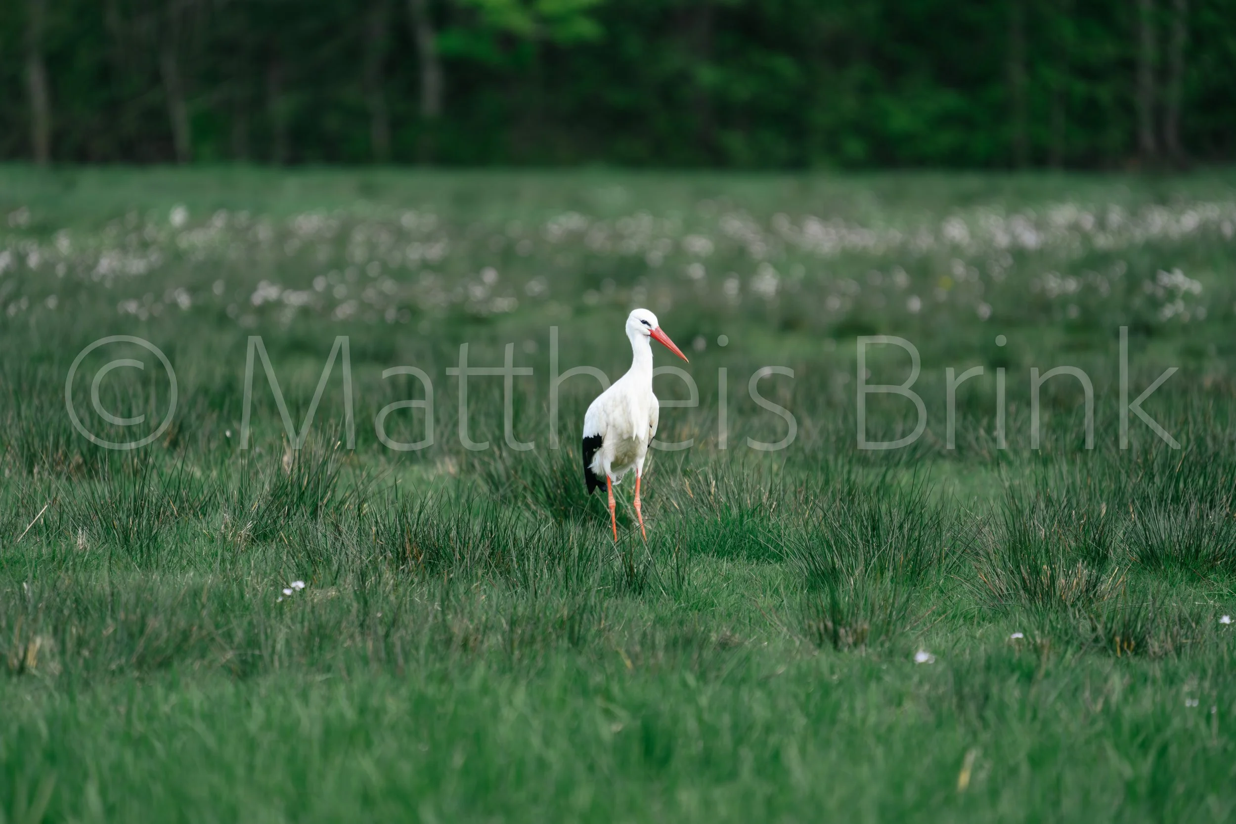 DSC01748-Verbeterd-NR.jpg
