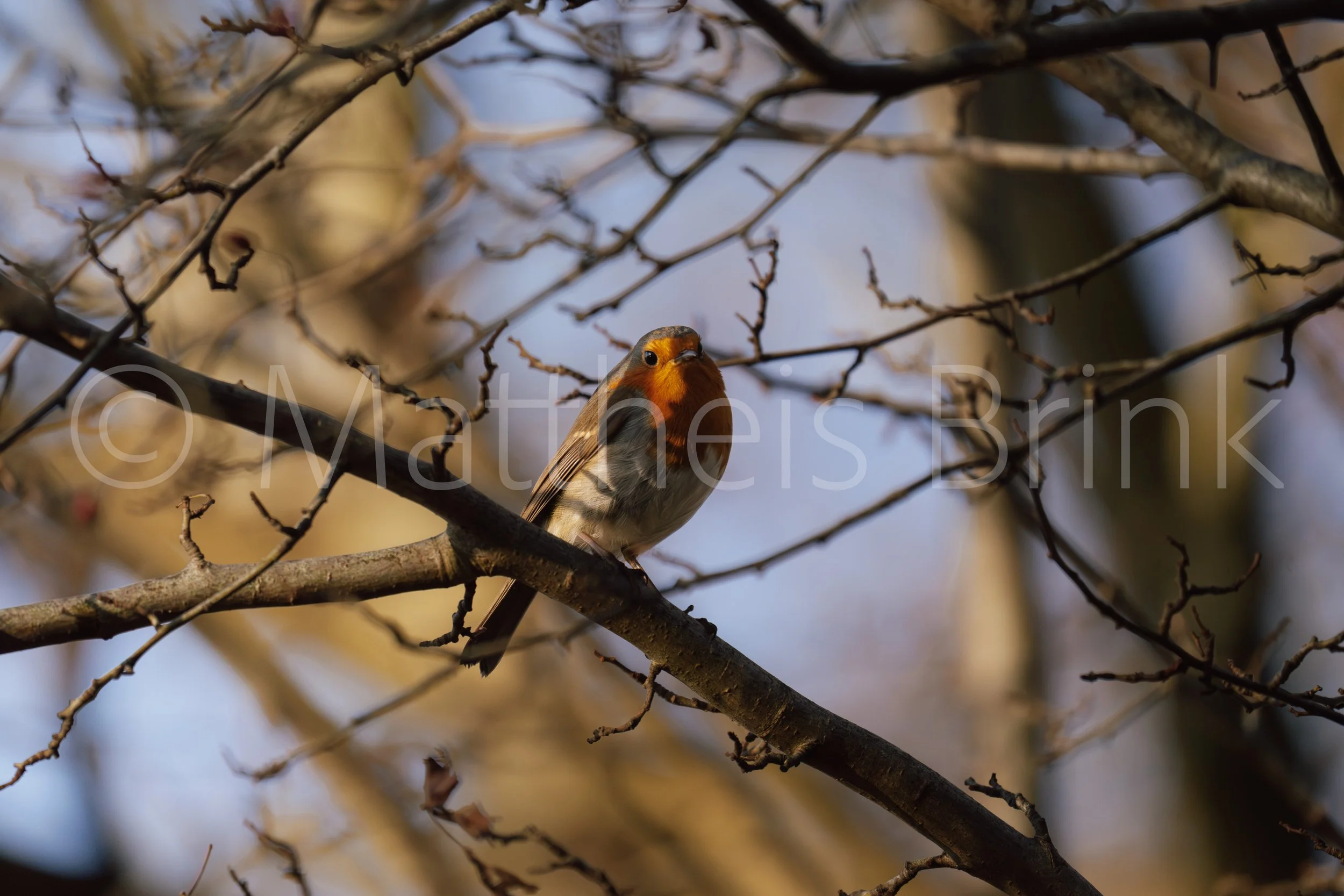 DSC07011-Verbeterd-NR.jpg