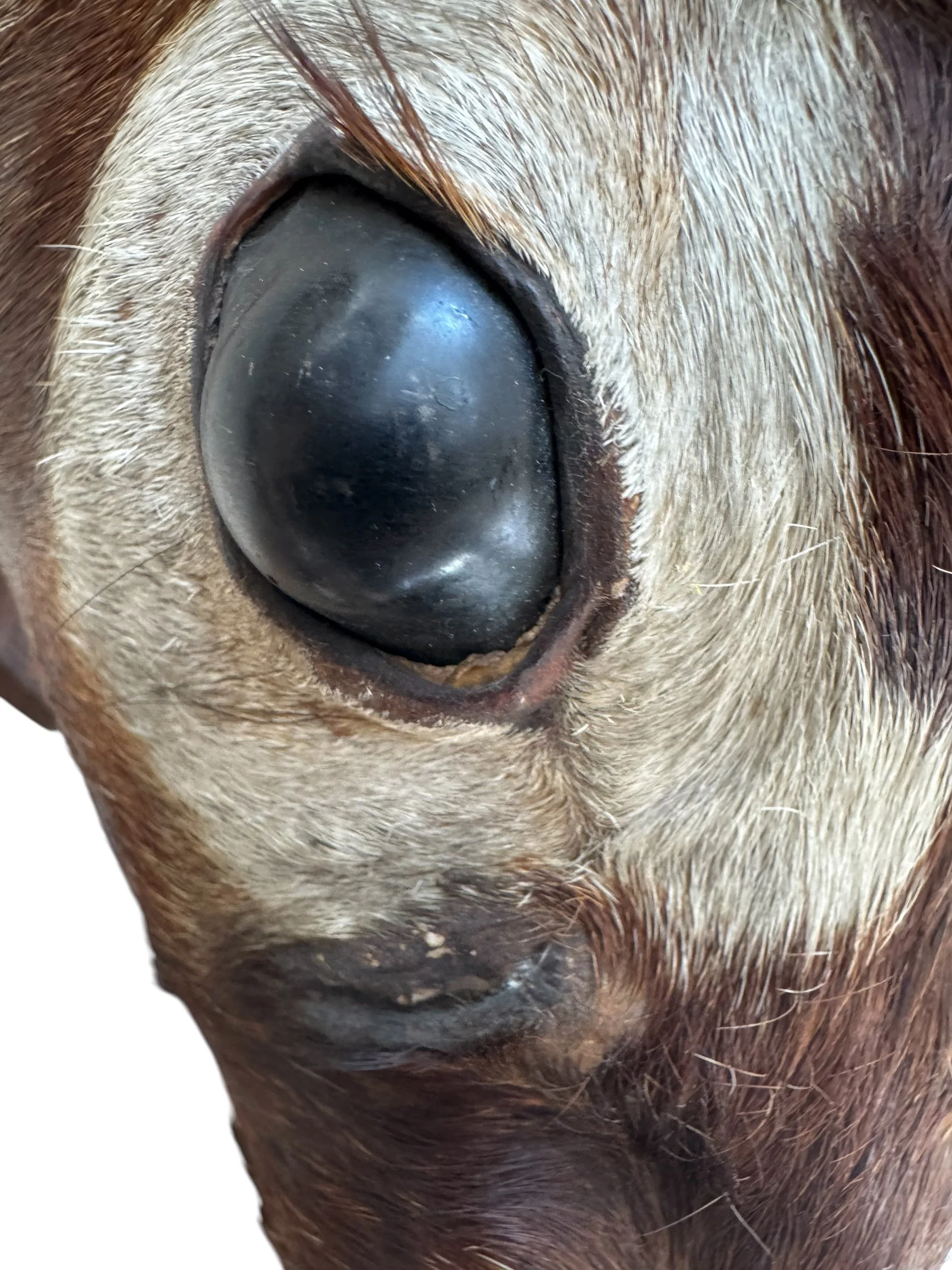 Photoroom_20260927_162955.jpeg