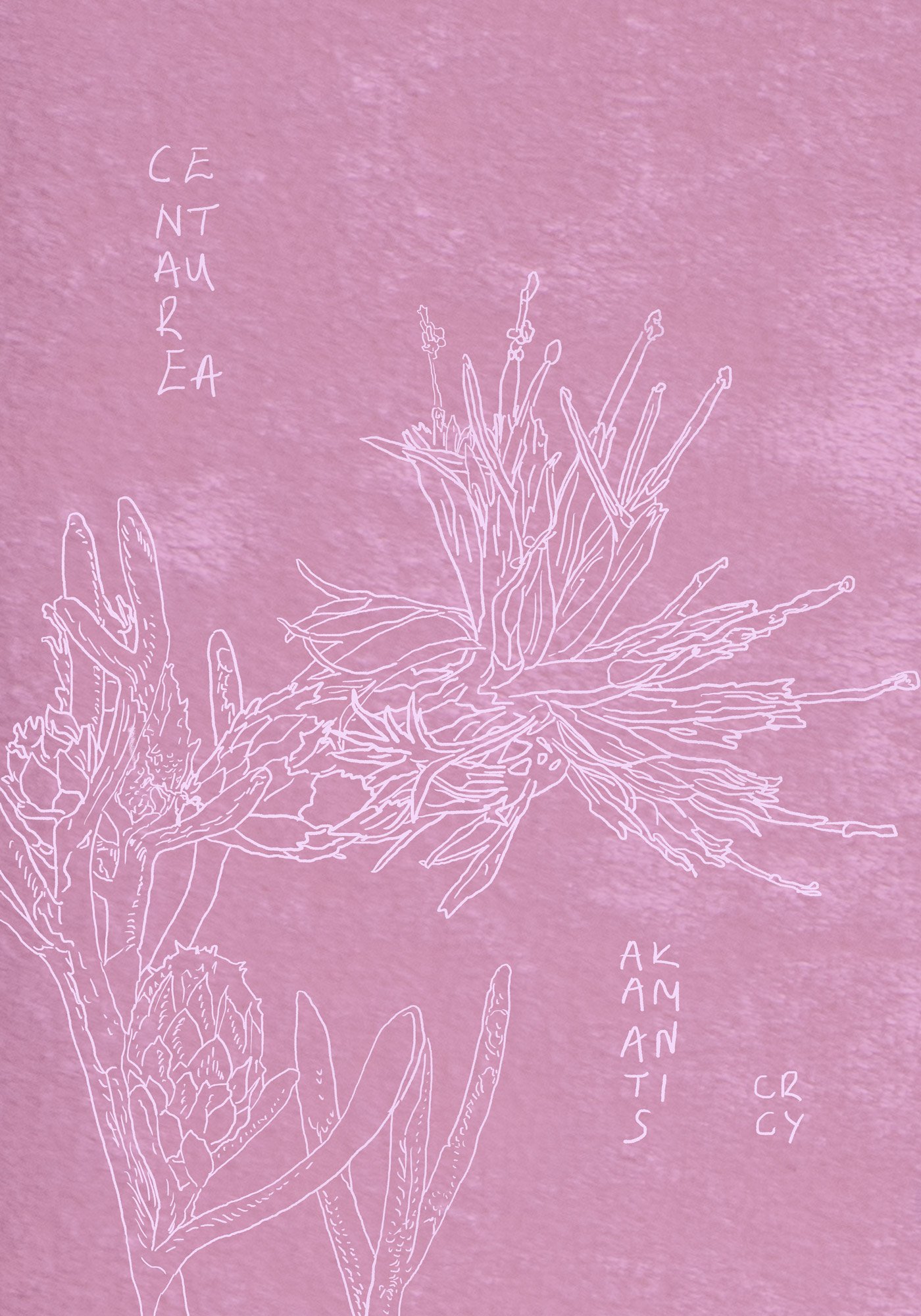 Magnus Tempus Elena Adamou_ Centaurea Akamantis.jpg