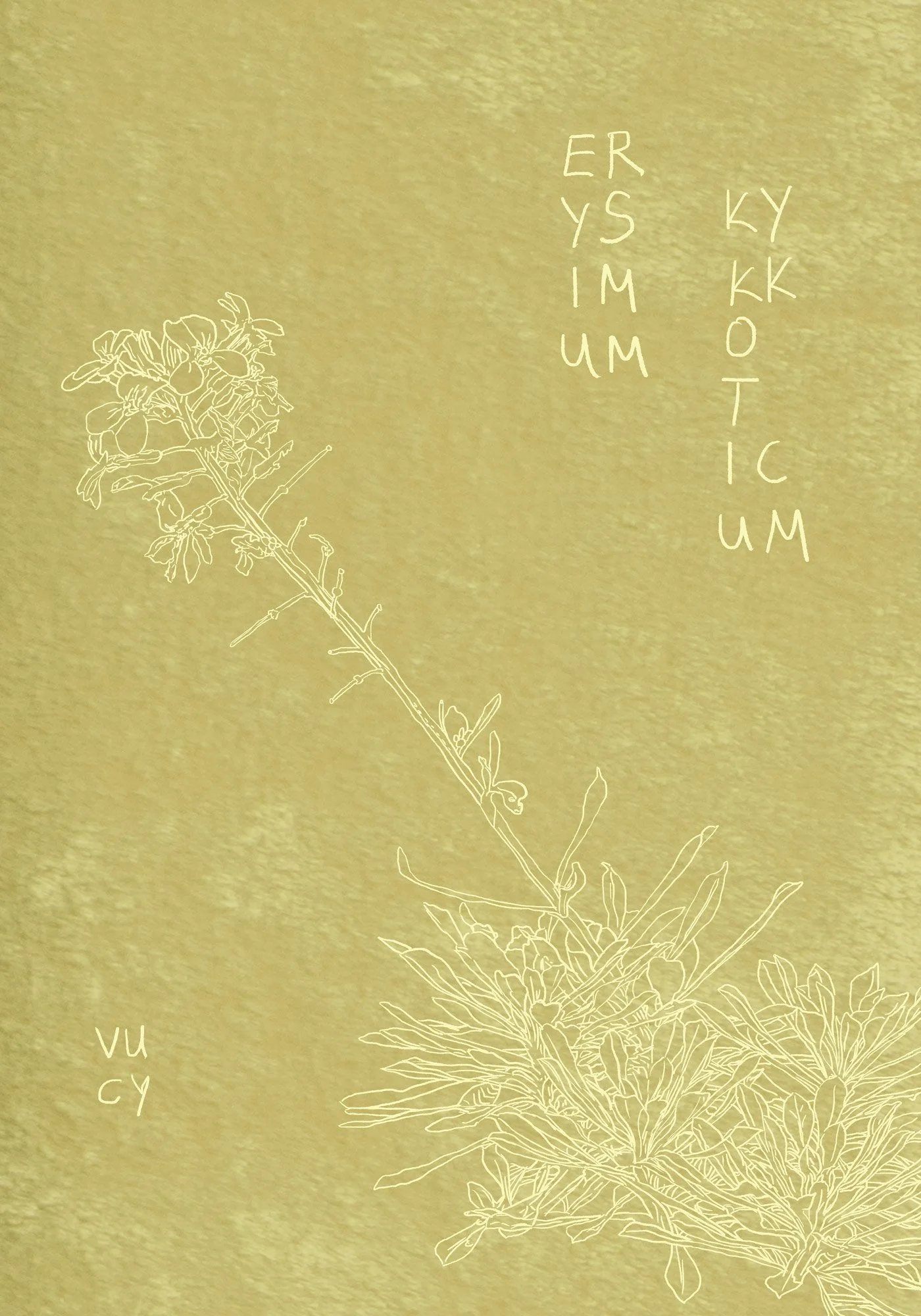 Magnus Tempus Elena Adamou_ Erysimum Kykkoticum.jpg