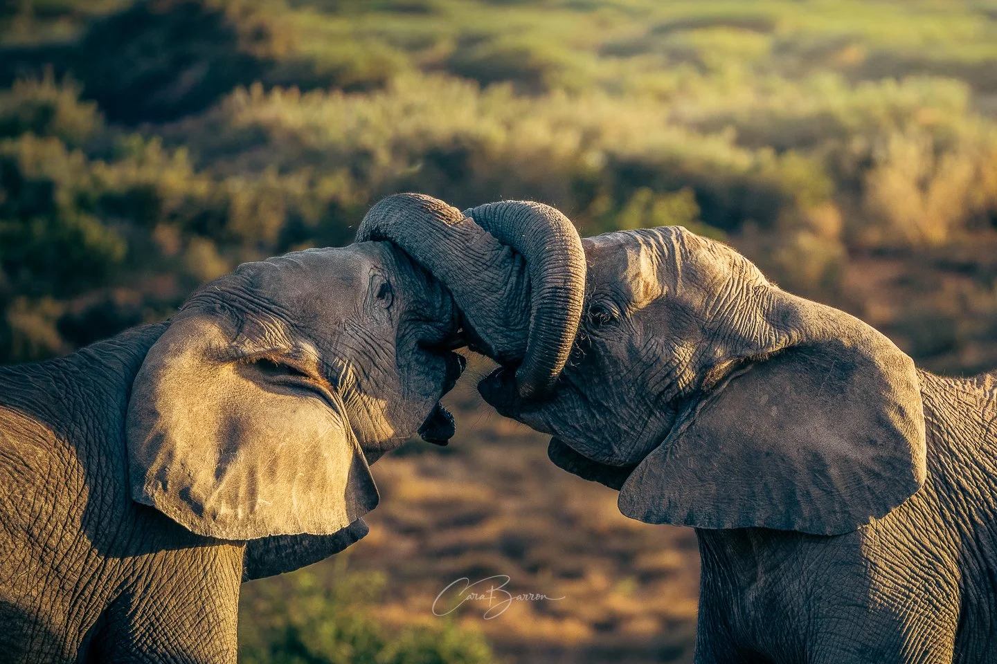 Two elephants touch their trunks together in a grassy landscape at sunset.