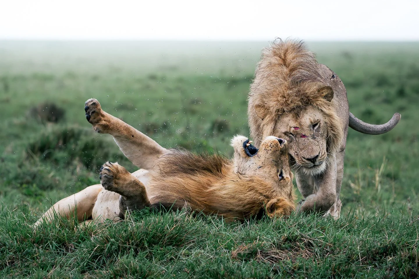 A lion and lioness appear to be fighting on grassland, with the lion standing and the lioness lying on her back.