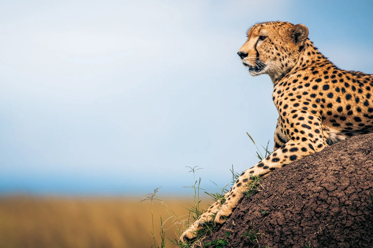 A cheetah resting on a rocky outcrop in the wild, looking into the distance.