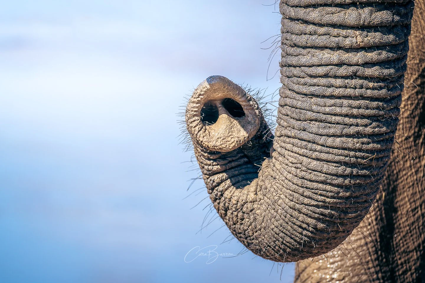 Close-up of an elephant's trunk with the end curled, showing textured skin and sparse hair.
