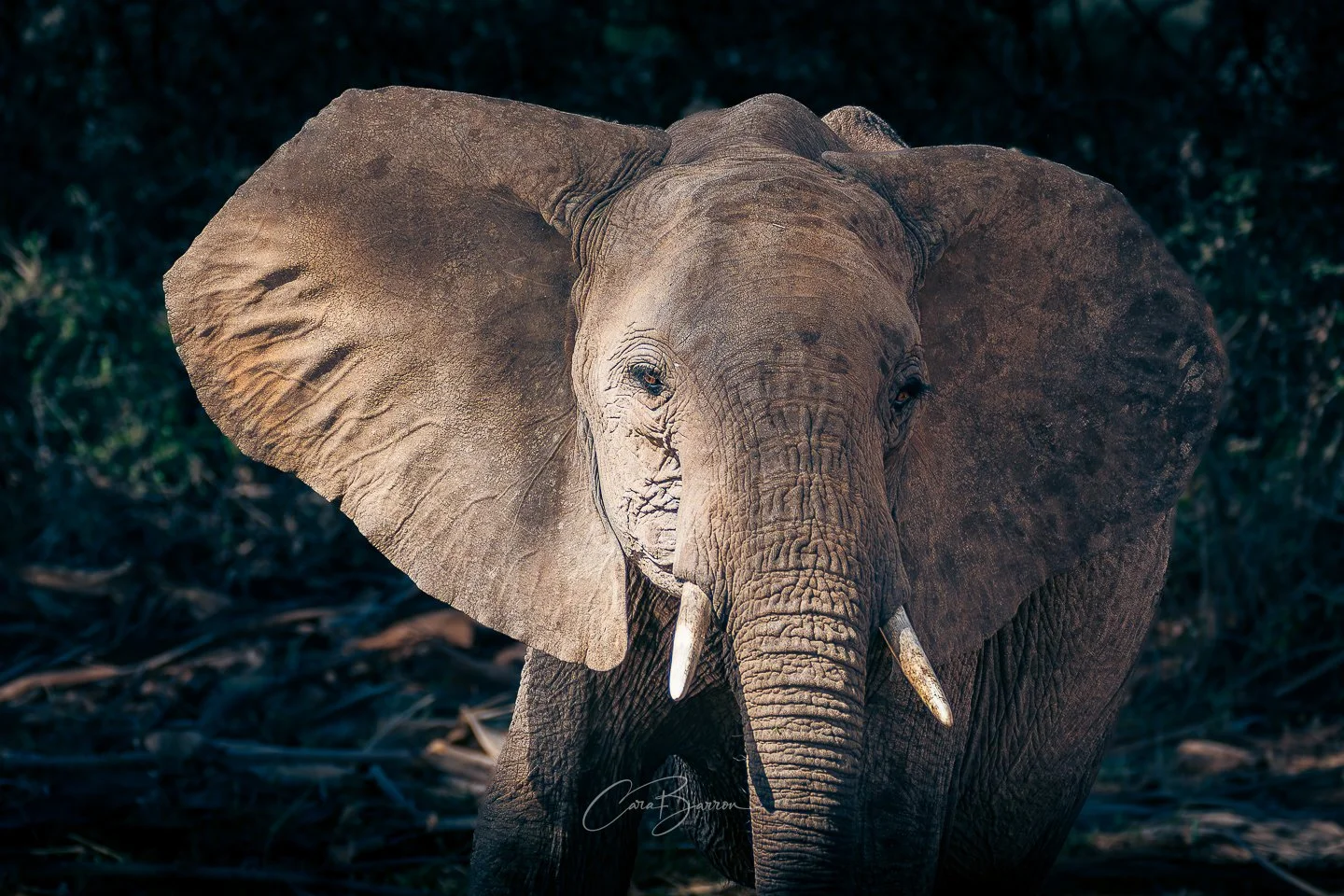 Close-up of an adult elephant standing in a natural habitat with dark foliage background.