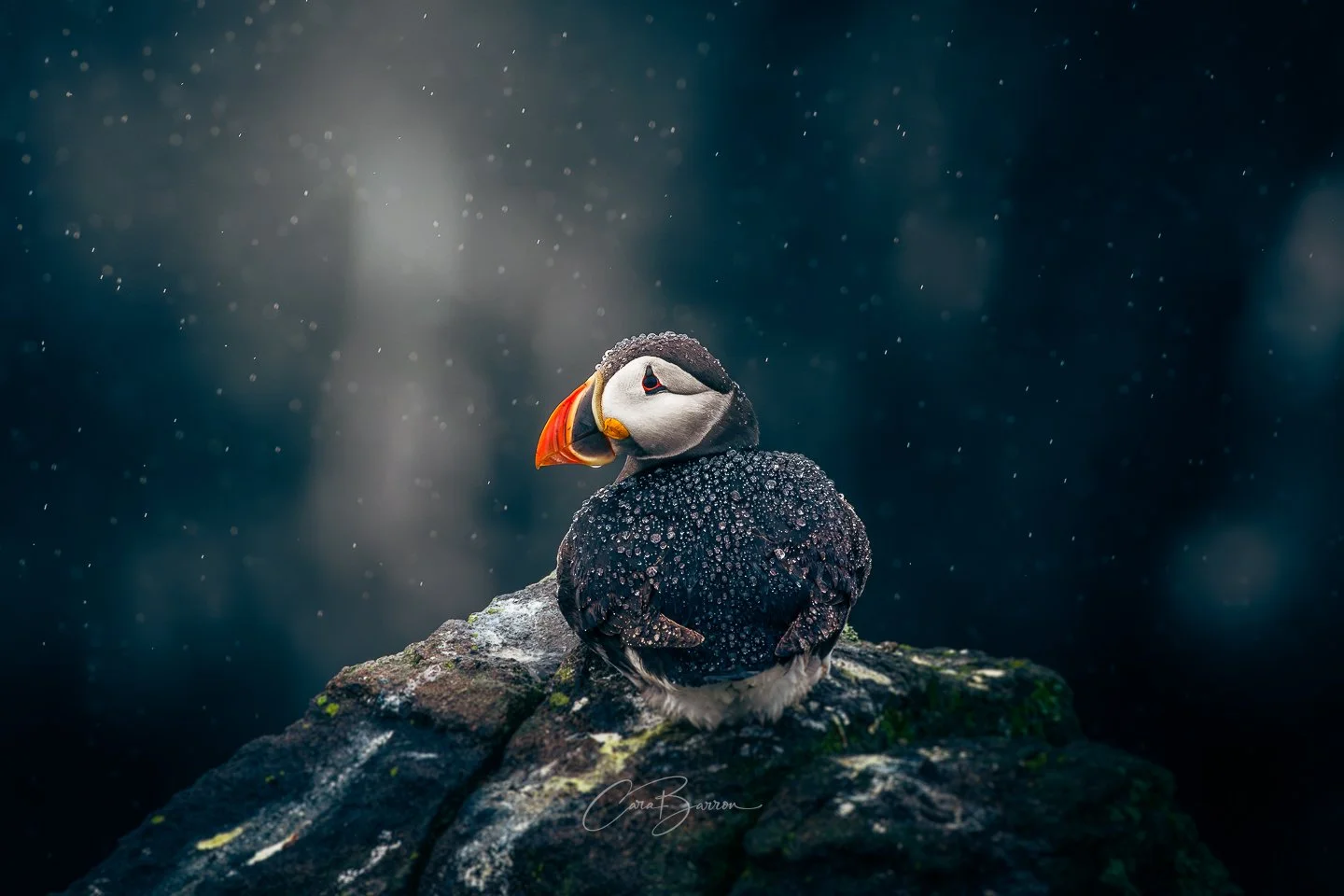 A puffin bird perched on a rock with water droplets on its black and white feathers, against a dark, rainy background.