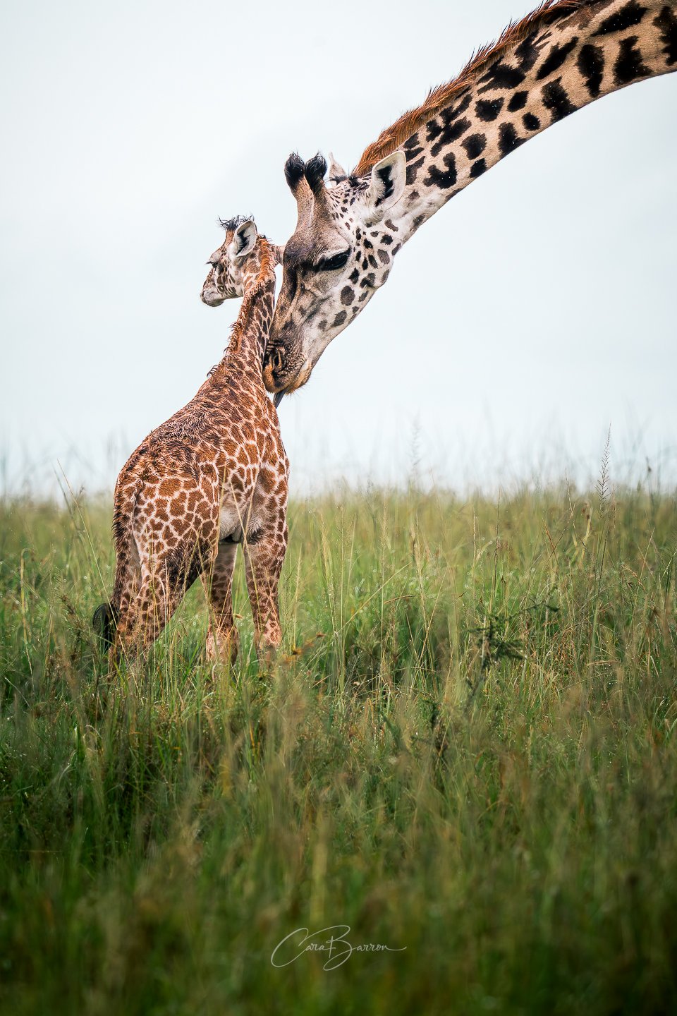 A giraffe and a baby giraffe nuzzling each other in a grassy plain.