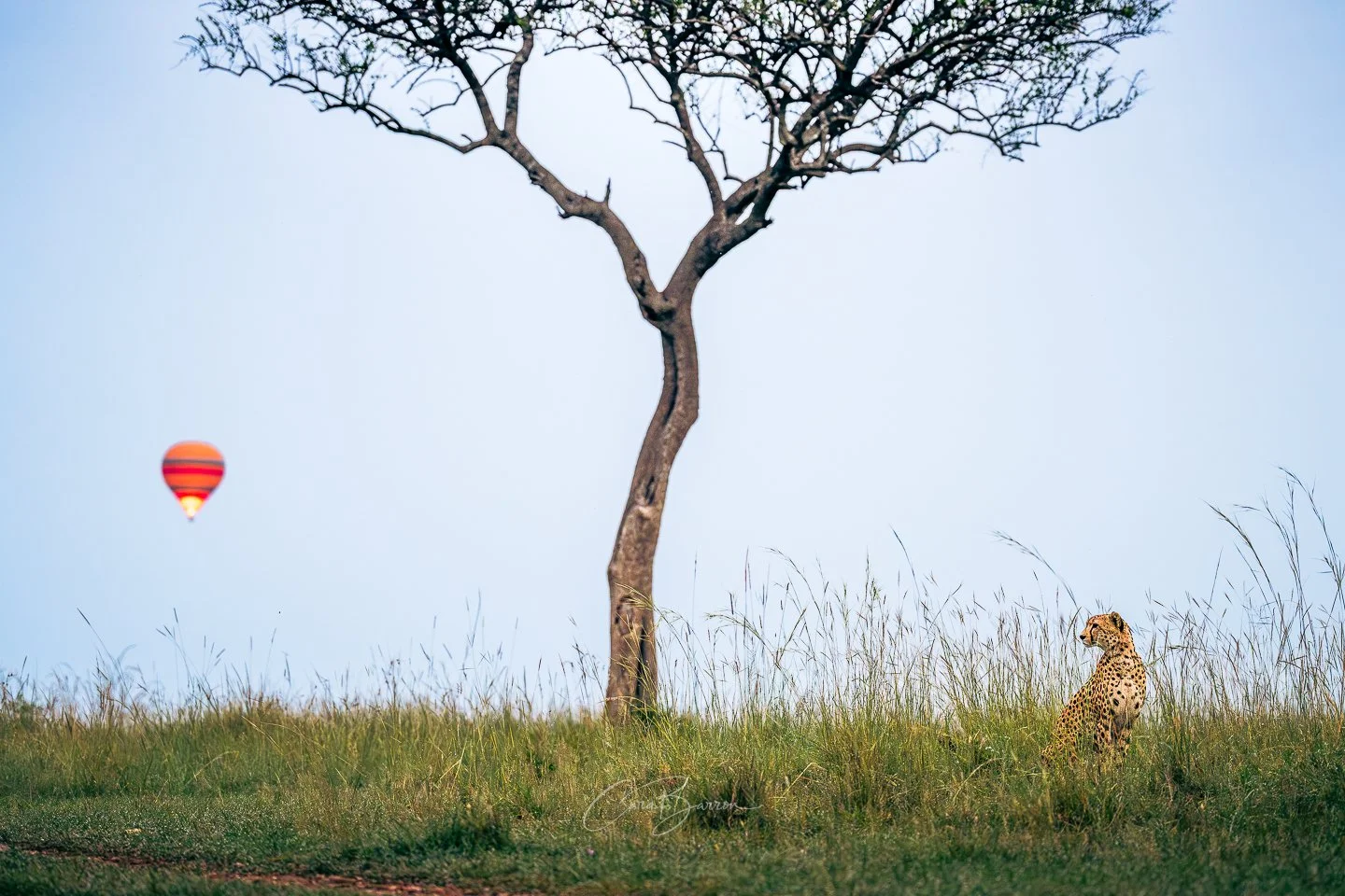 A cheetah sitting in tall grass in a savannah, with a leafless tree and a red, yellow, and purple hot air balloon in the sky.
