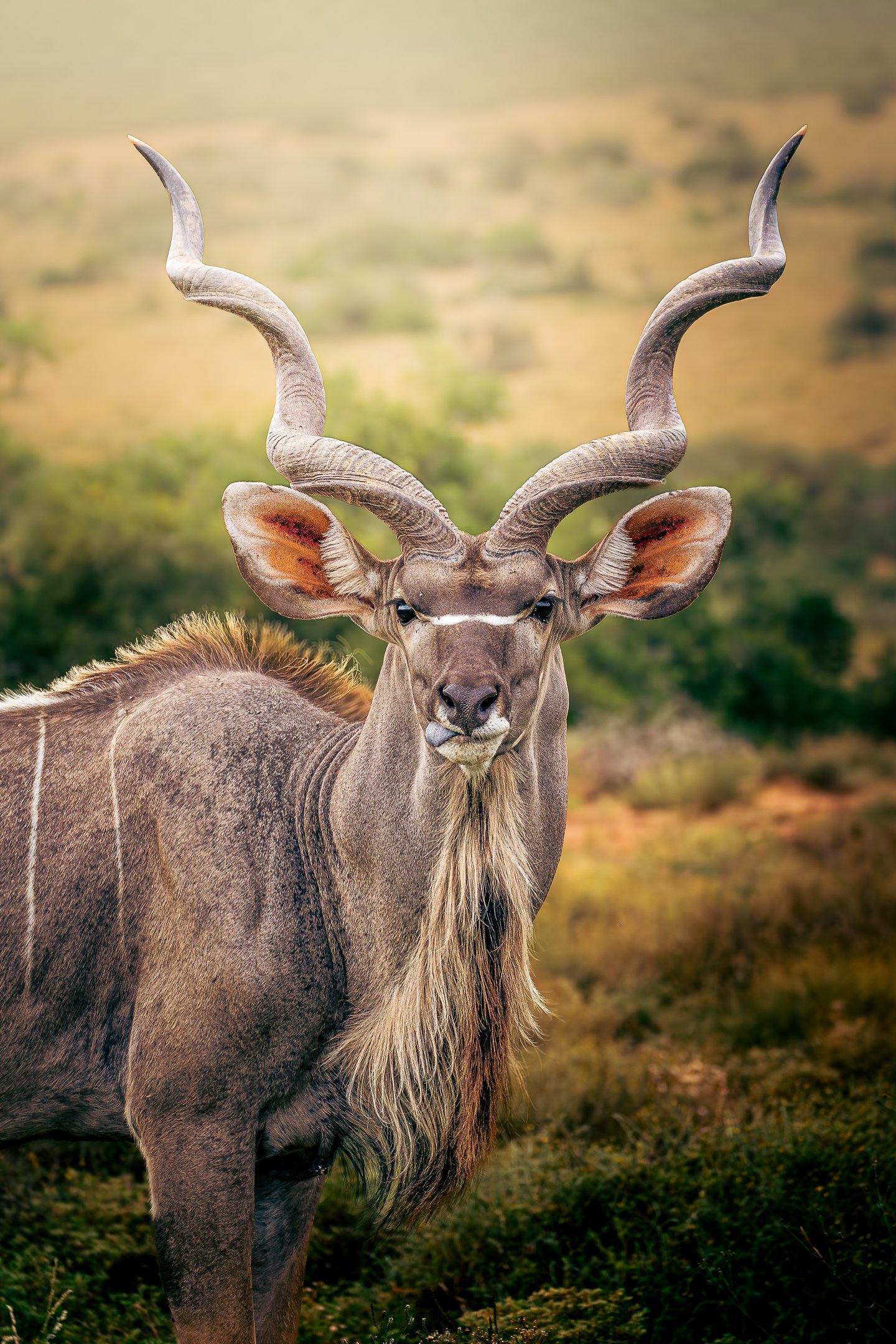 A kudu antelope with curved, spiral horns standing in a grassy plains landscape with blurred background.