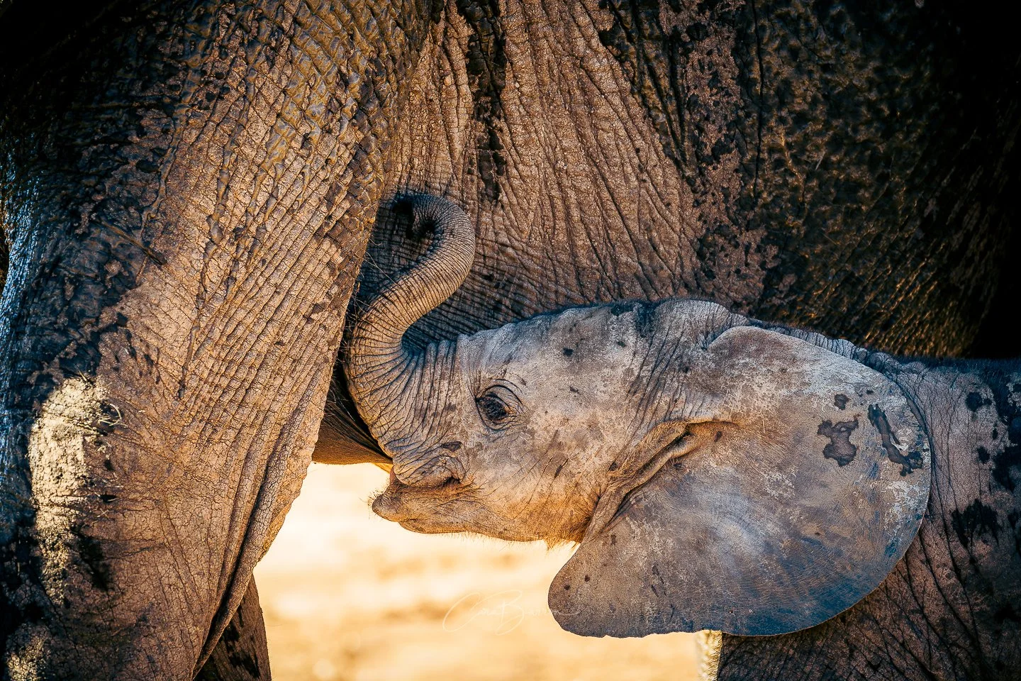 A baby elephant nuzzles its mother, showing a close-up of the infant's face and trunk touching the mother's body.