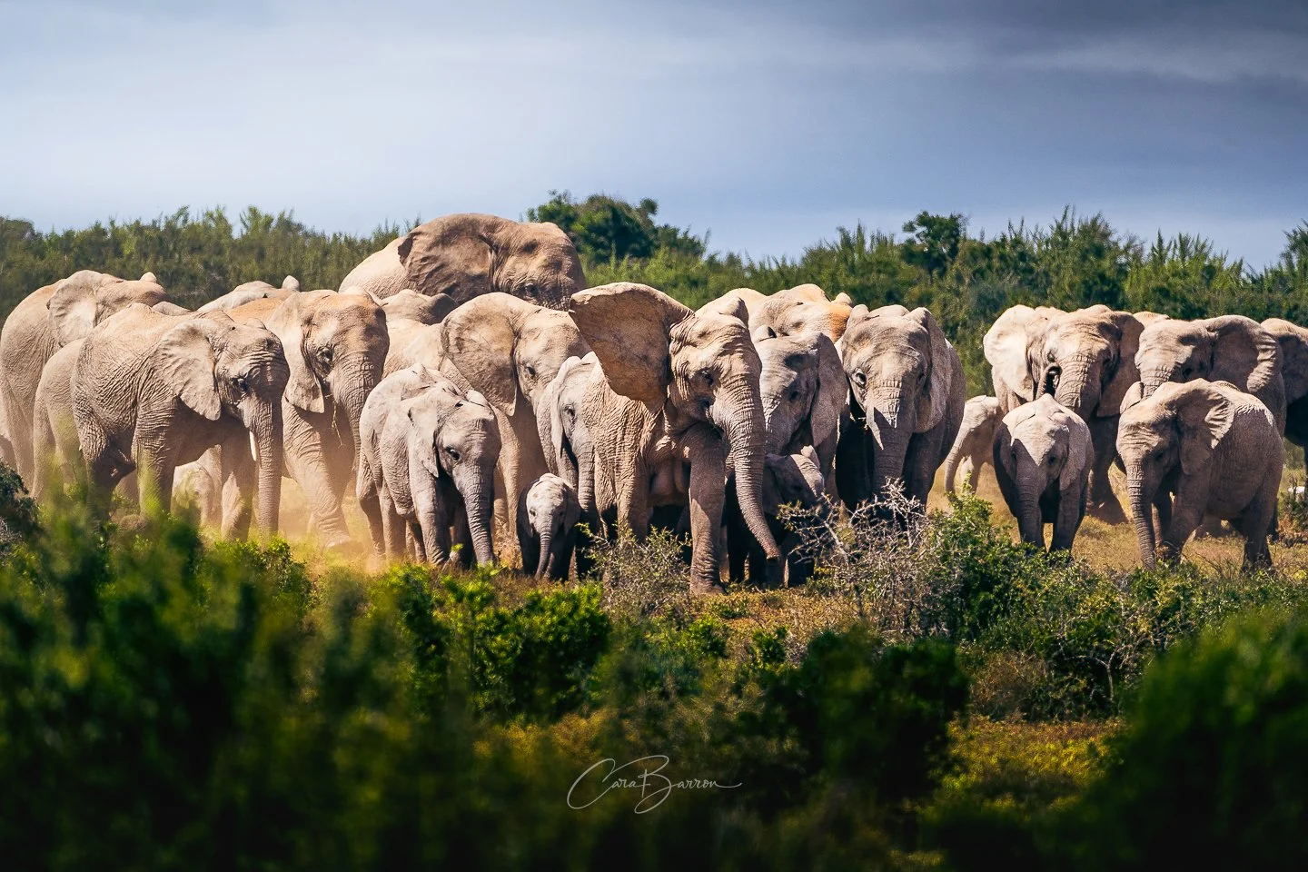 A herd of elephants walking through a grassy area with trees and bushes in the background under a cloudy sky.