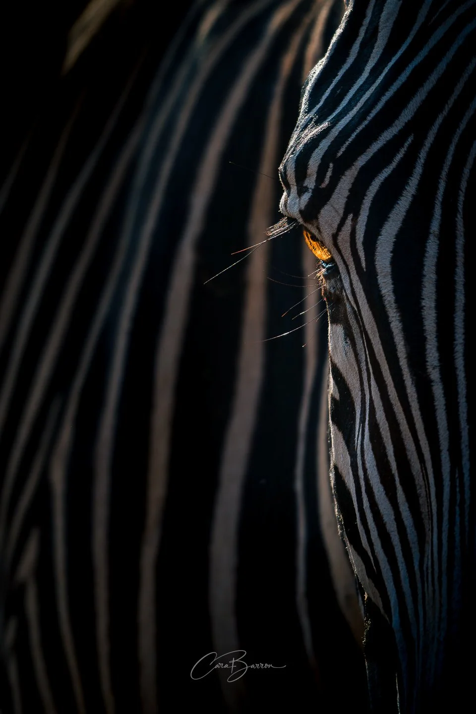 Close-up of a zebra's face with striped black and white pattern, backlit to highlight the facial features and fur texture.