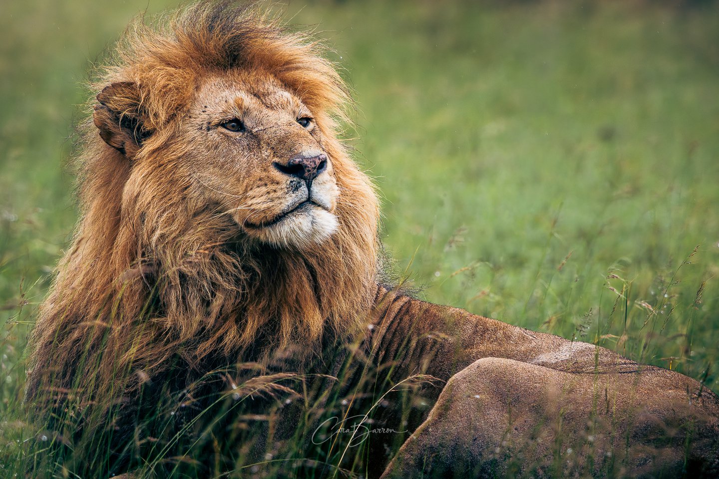 A majestic male lion lying in tall grass with a lush green background, showcasing a golden mane and a calm, regal expression.