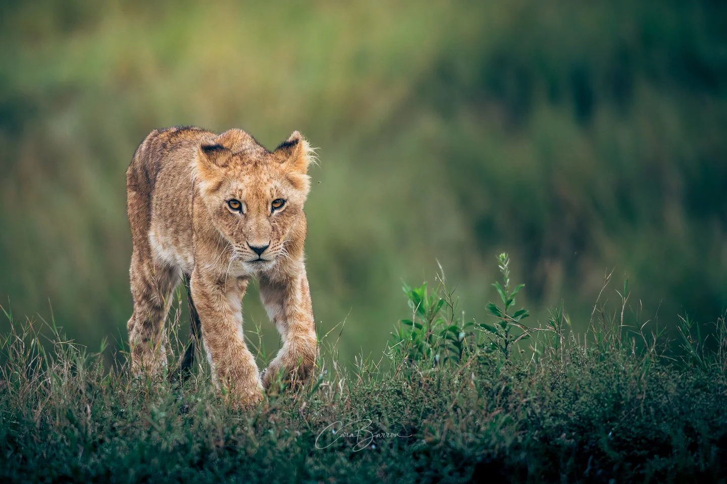 A lion cub walking through a grassy field.