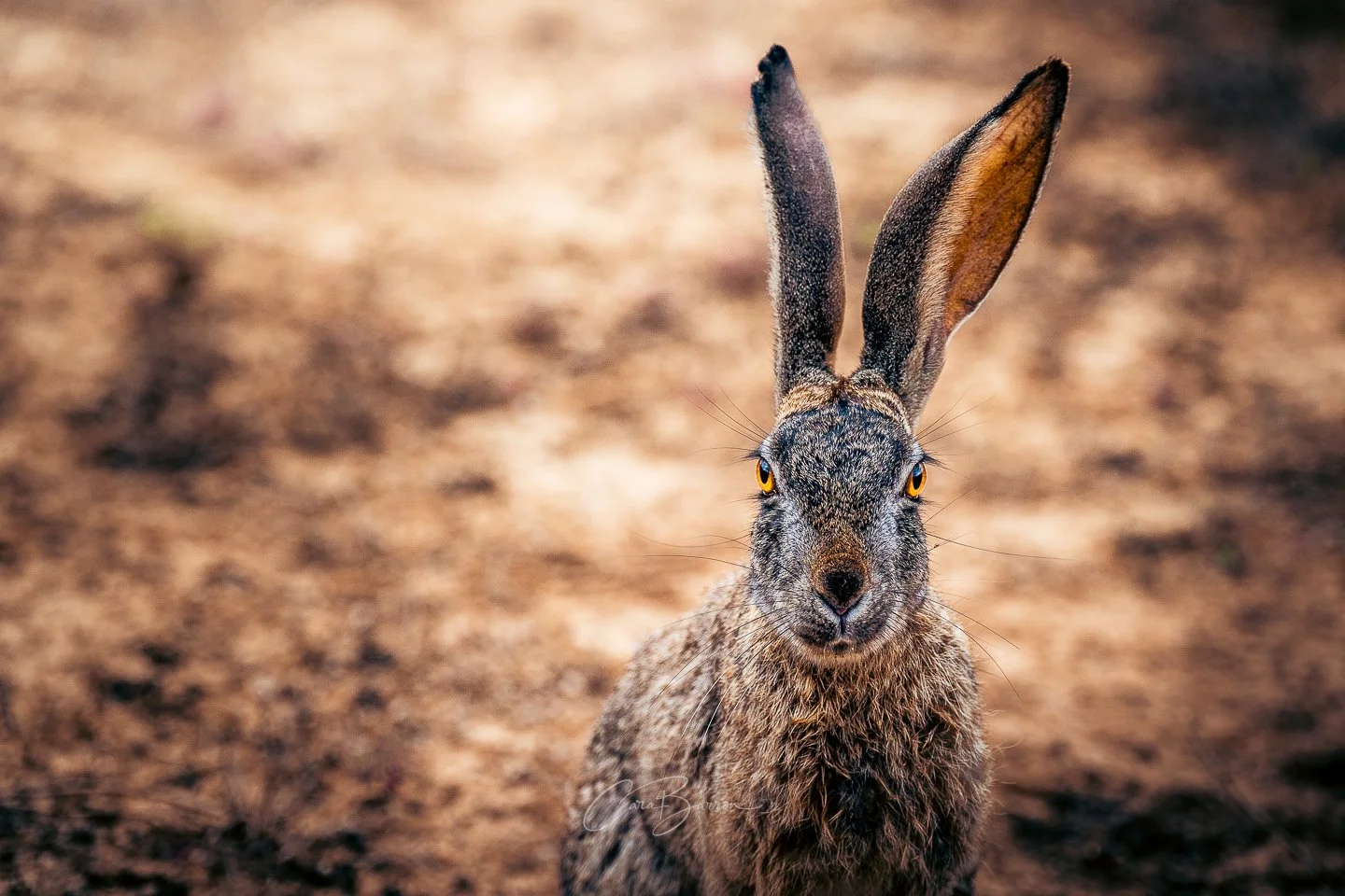 A close-up of a wild hare with large ears and piercing yellow eyes sitting on a dirt ground.