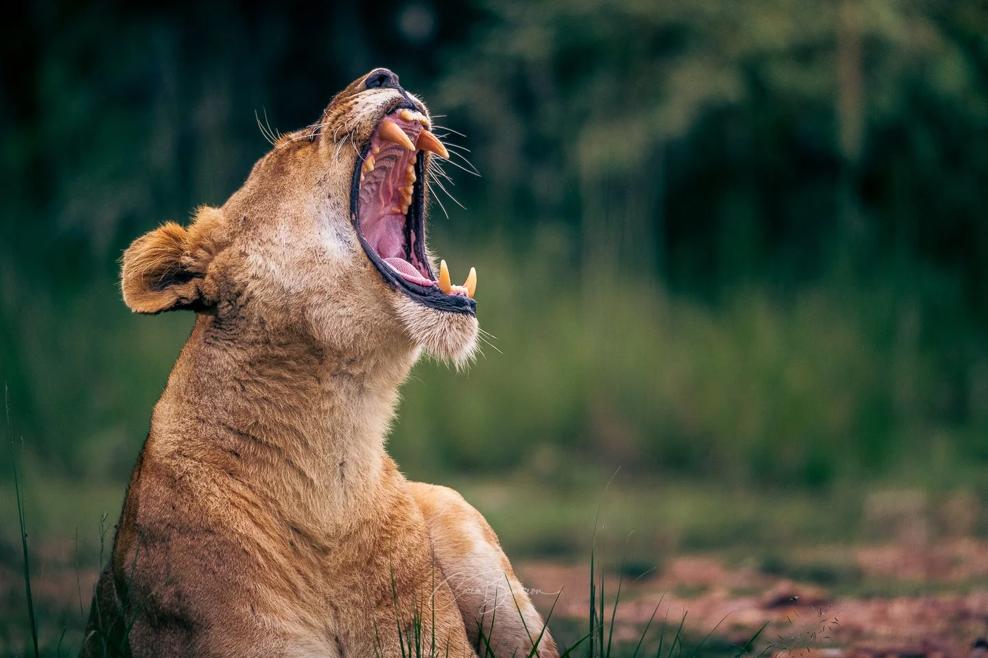 A lioness opening her mouth wide in a yawn or roar, with a blurred green natural background.
