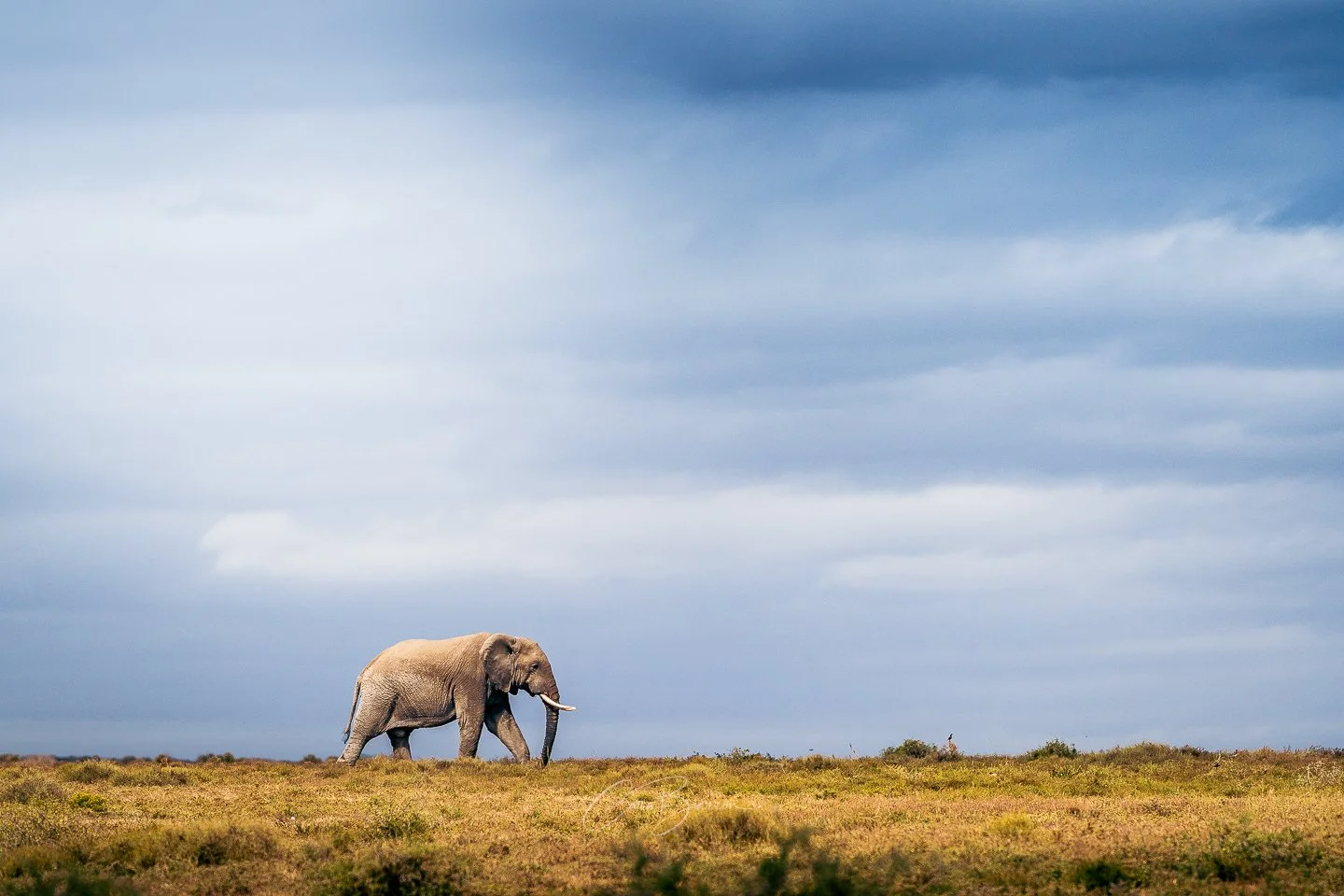 A large elephant walking across an open grassy plain under a cloudy sky.