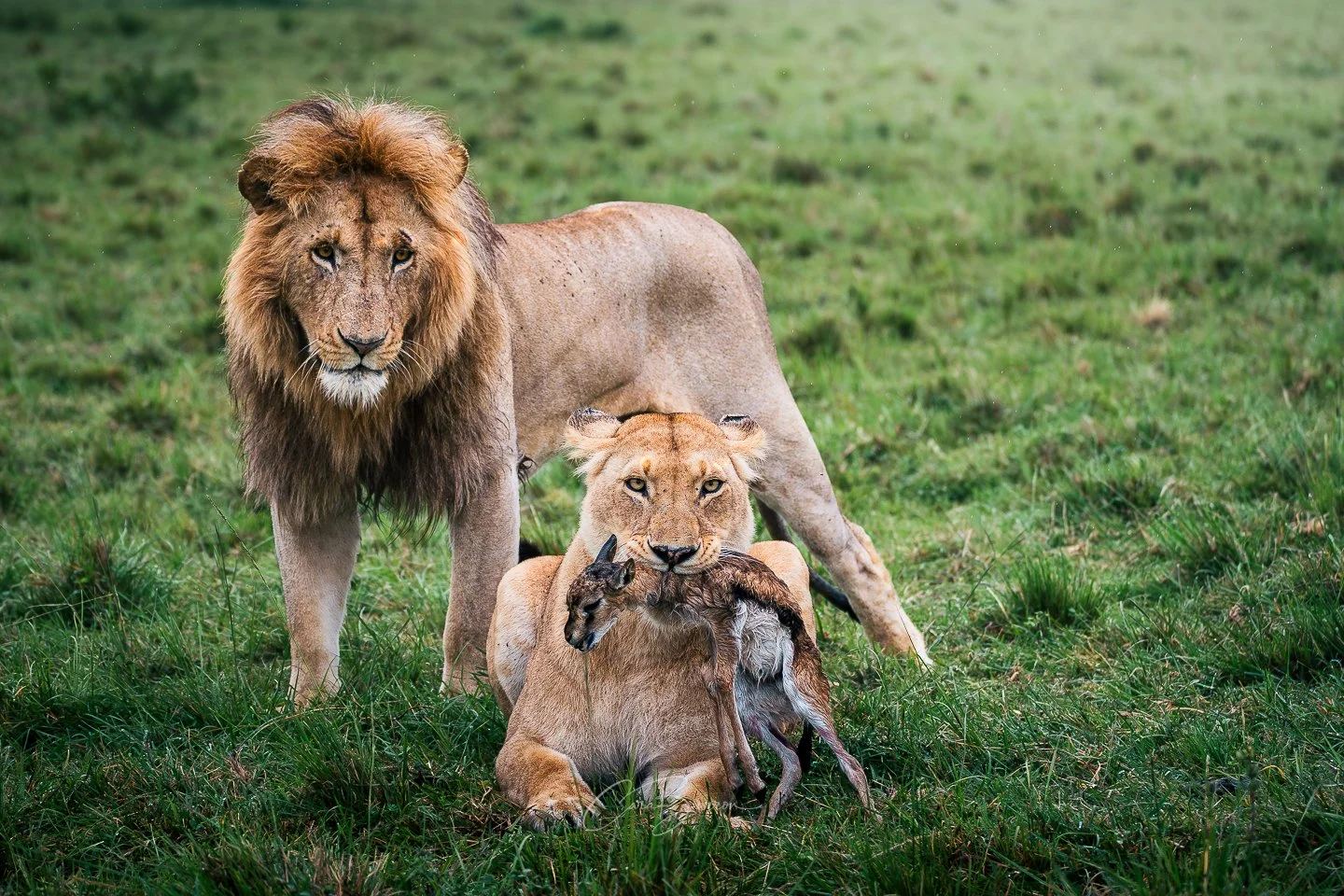 A lion and lioness in a grassy field, with the lion standing behind the lioness, which has a grants gazelle antelope baby in its mouth.