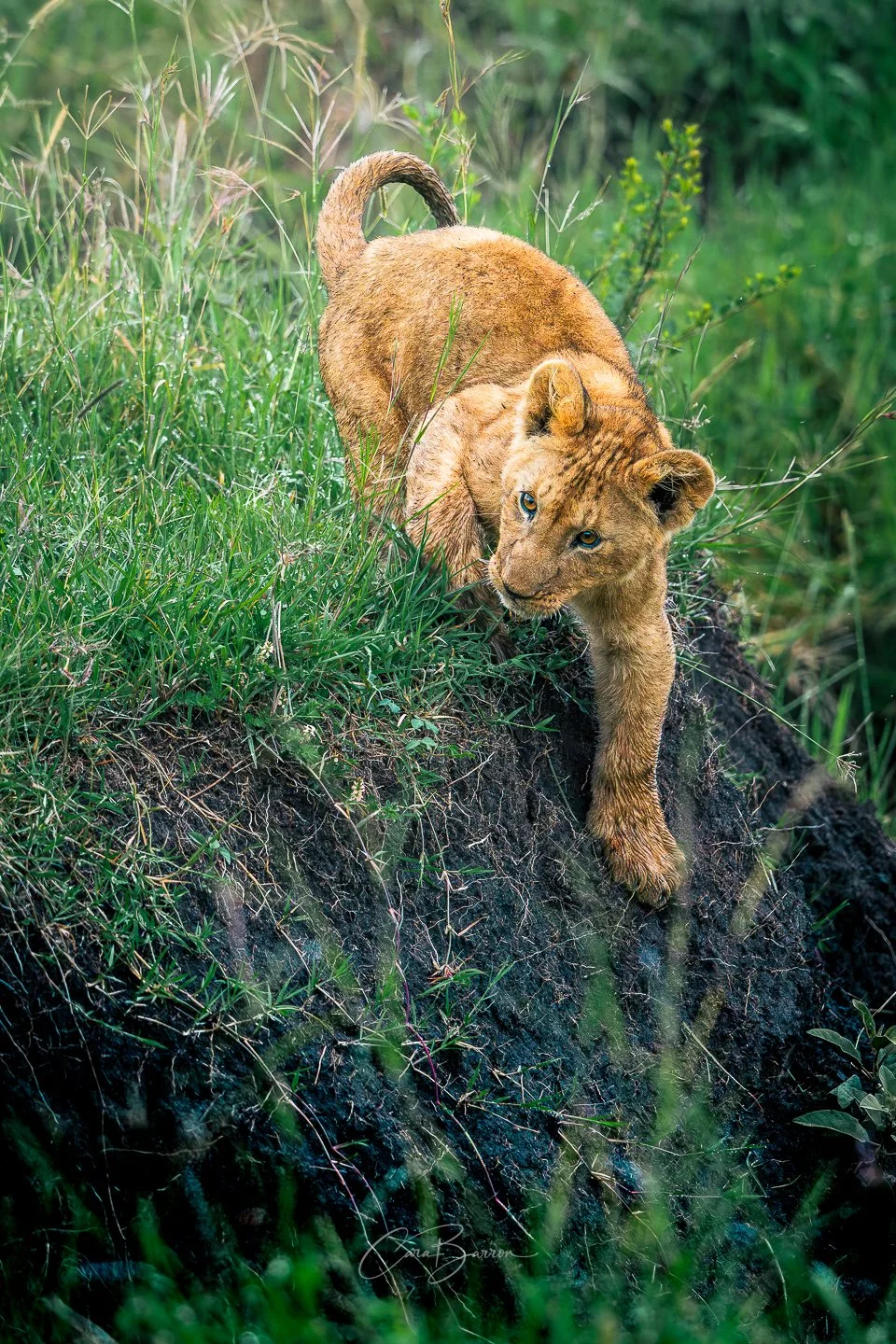 Young lion descending a grassy bank in a lush green environment.