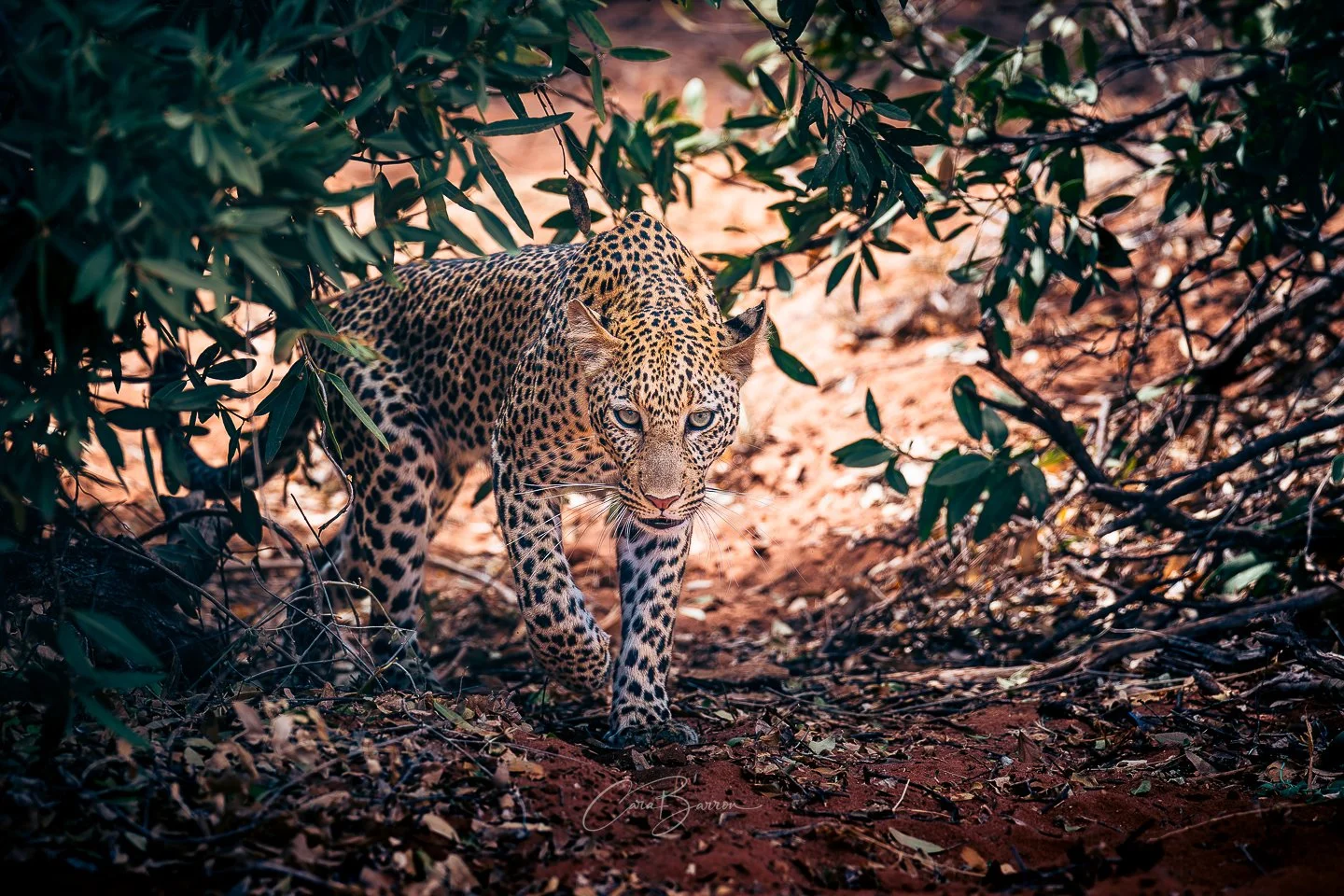 A leopard walking through a forest with dense foliage and reddish soil.