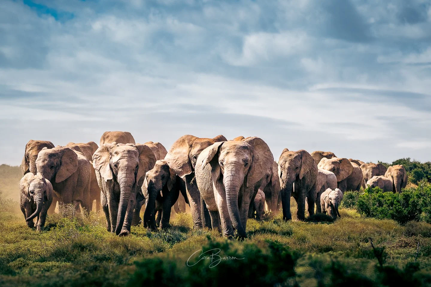 A herd of elephants walking through grass in a savannah with a cloudy sky overhead.