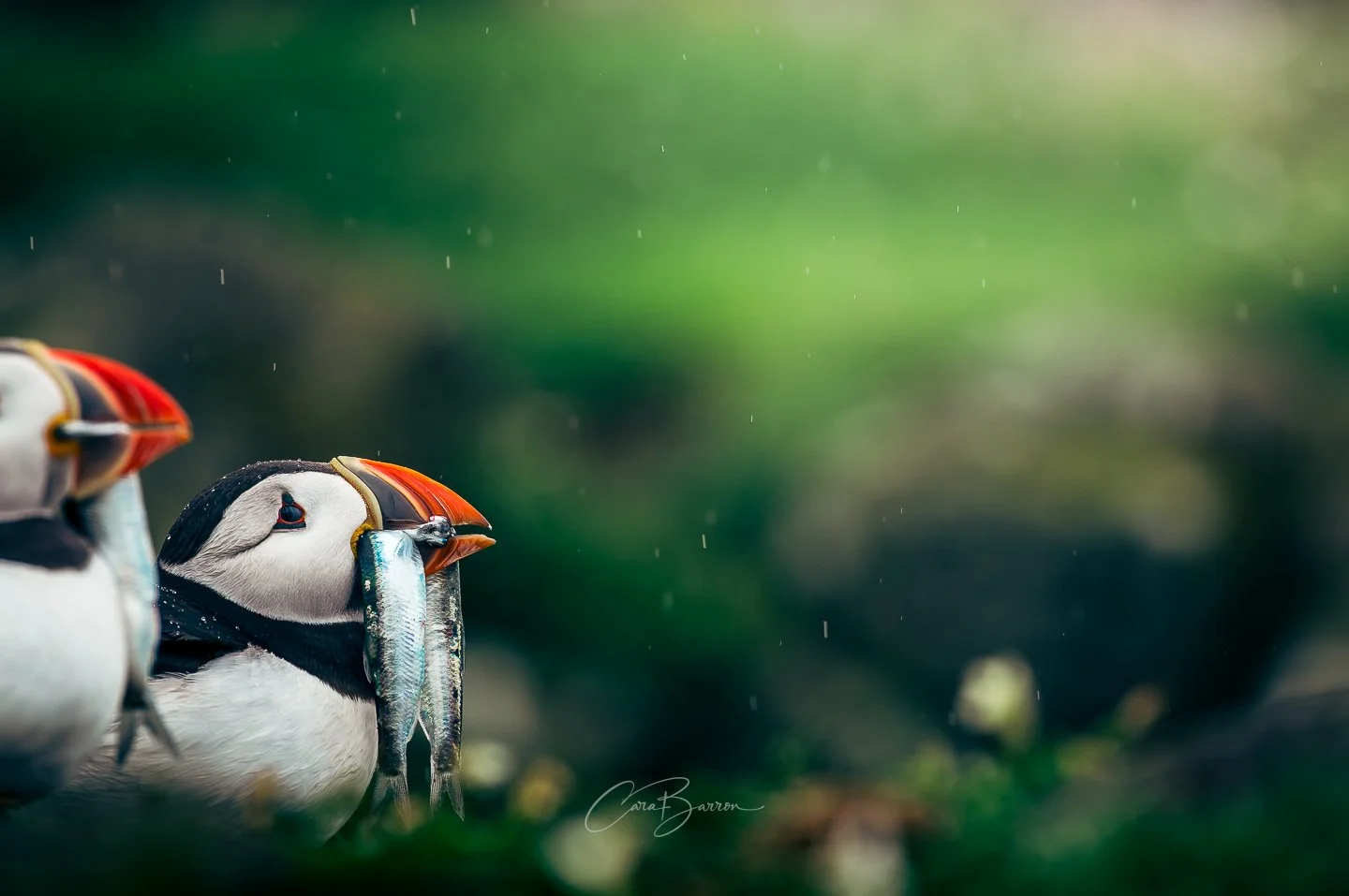 Two puffins in the rain, one holding fish in its beak, with a blurred green background.