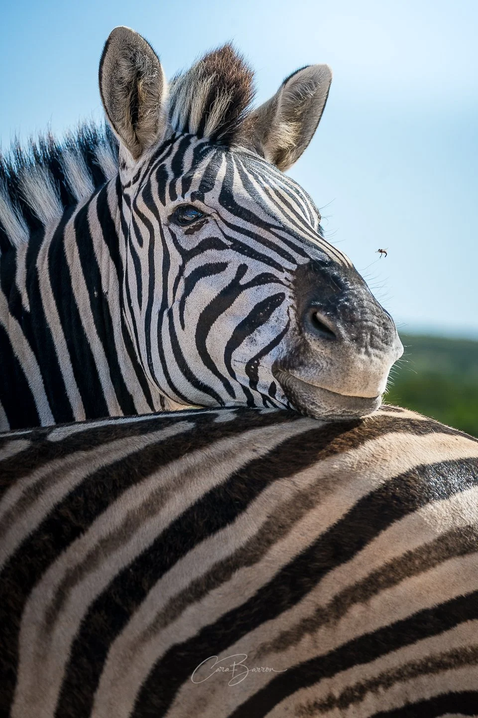 Close-up of a zebra's face, showing its black and white striped pattern and one of its ears, with a background of clear sky.