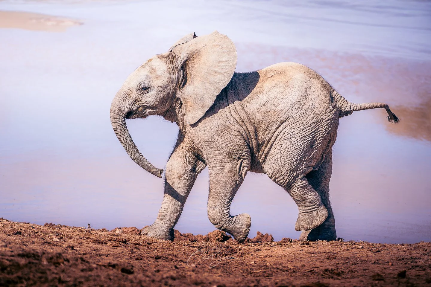 An elephant standing on a riverbank with water in the background.