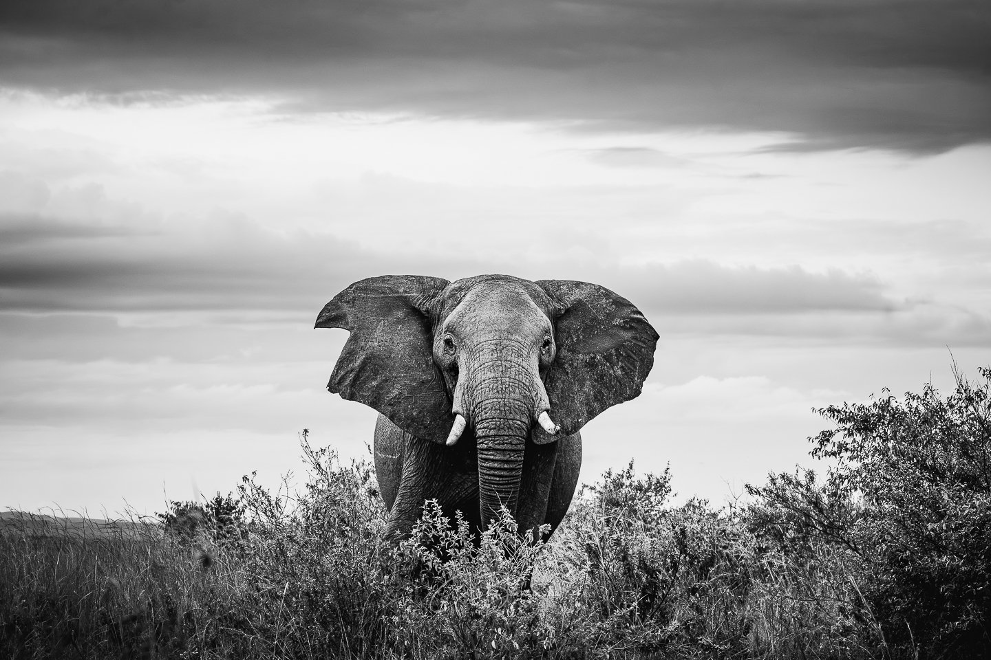 A black and white photograph of an elephant standing in the tall grass and bushes, with a cloudy sky in the background.