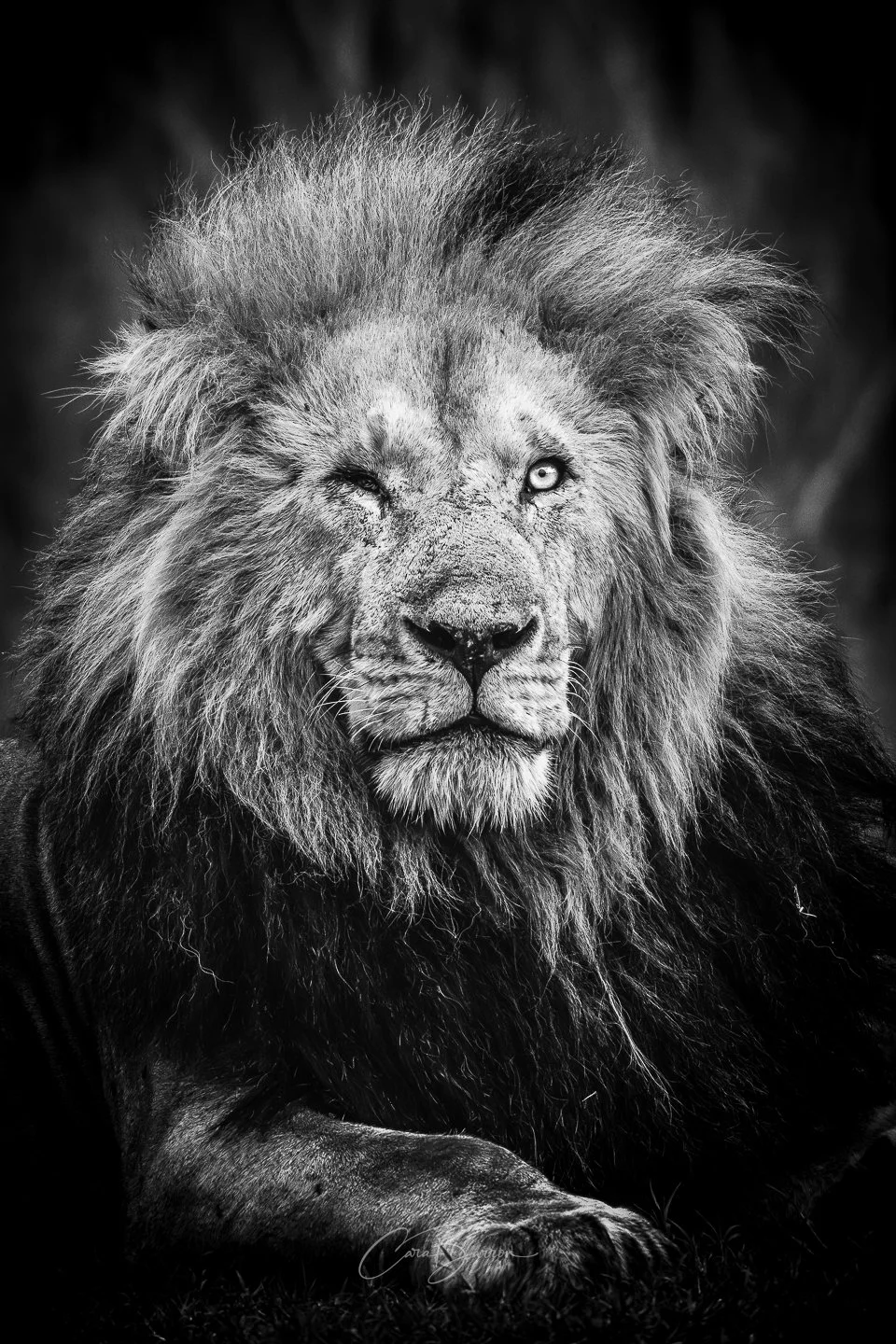 Black and white photograph of a lion with a majestic mane, lying down with one paw visible, and a serious expression.