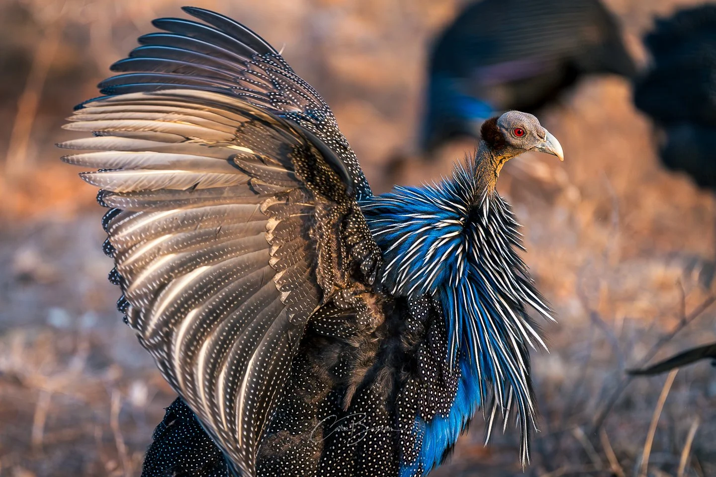 Close-up of a male Greater Prairie Chicken displaying its colorful, iridescent feathers and wing spread in a grassy field.